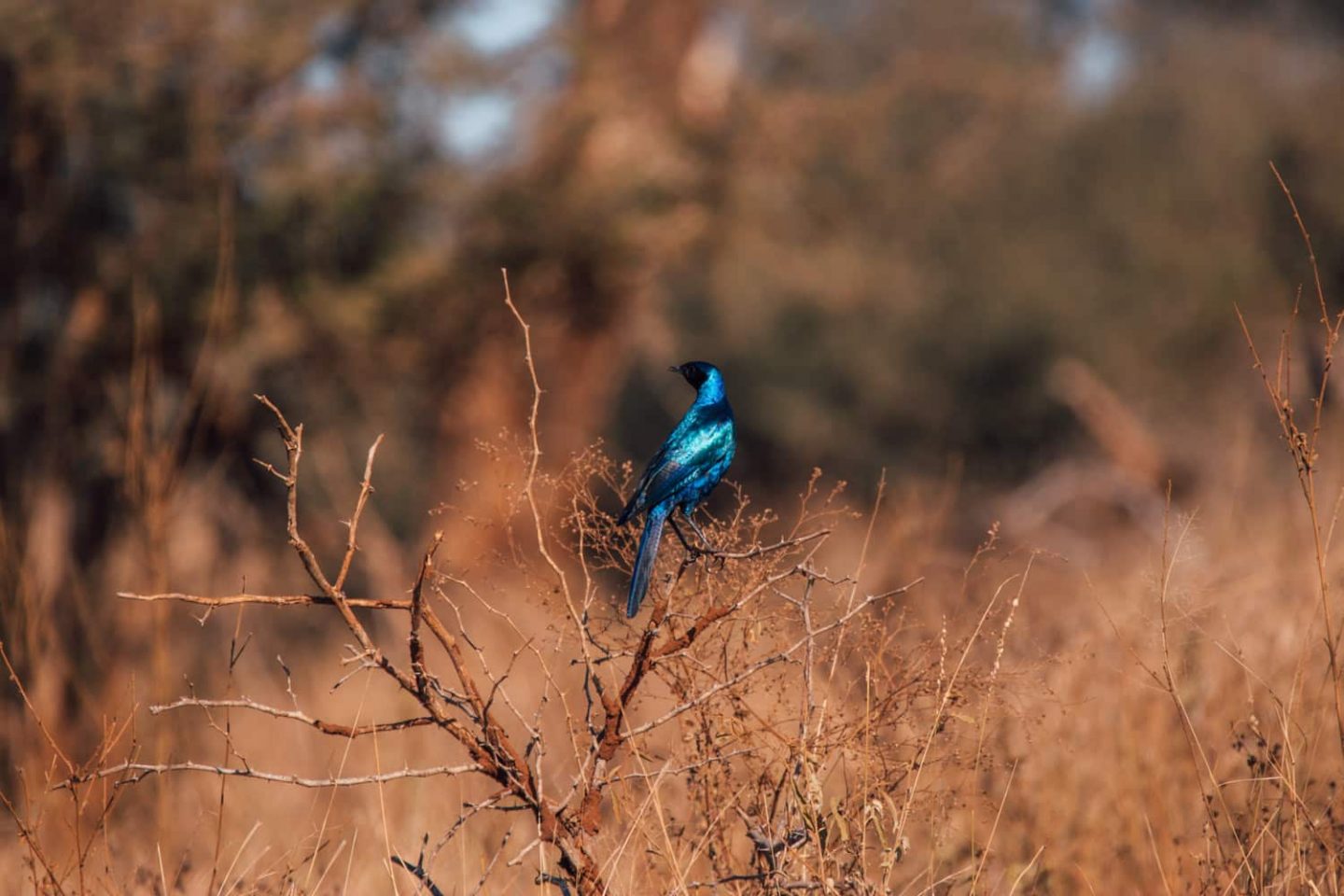 bird in kruger national park