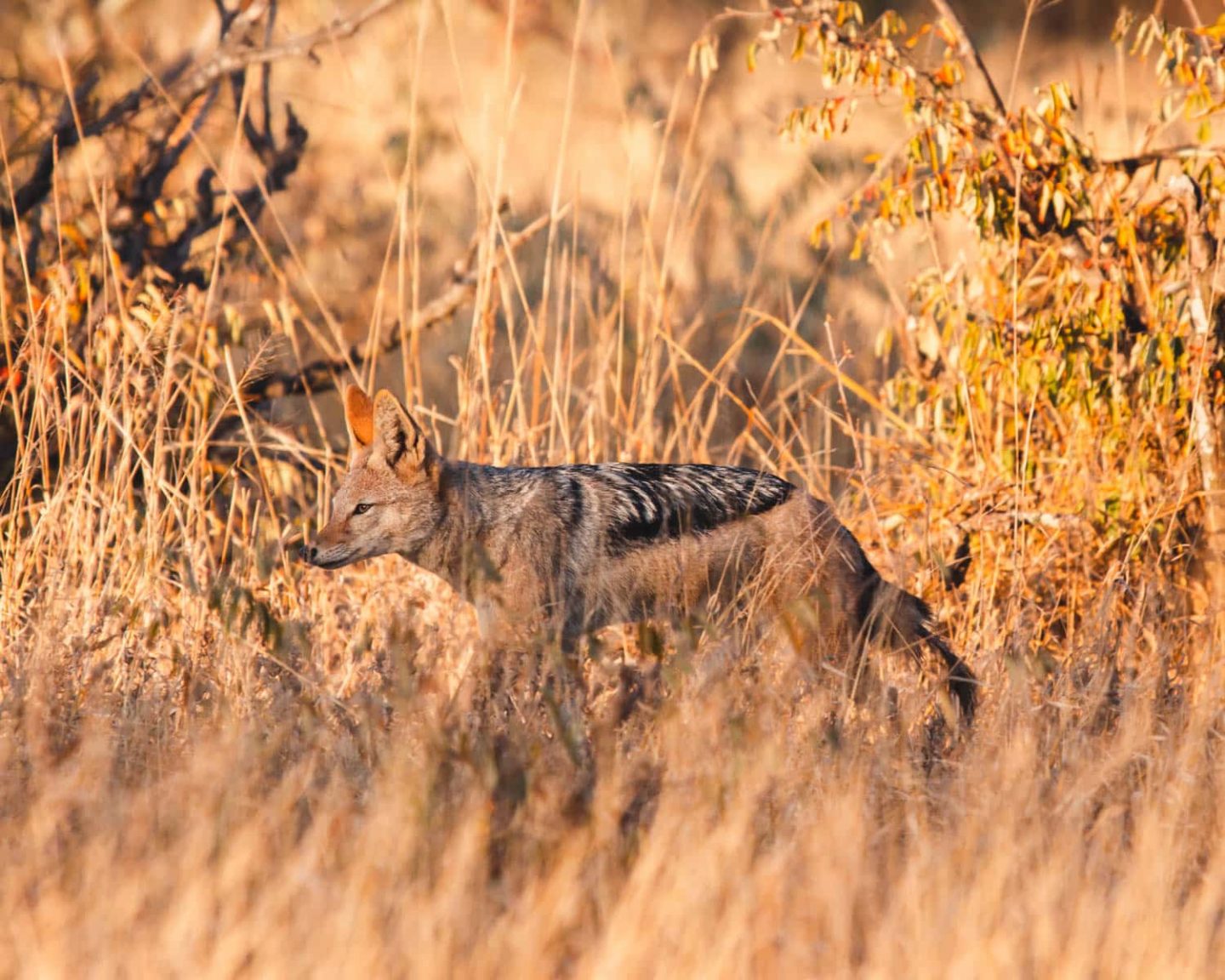 jackal on the hunt