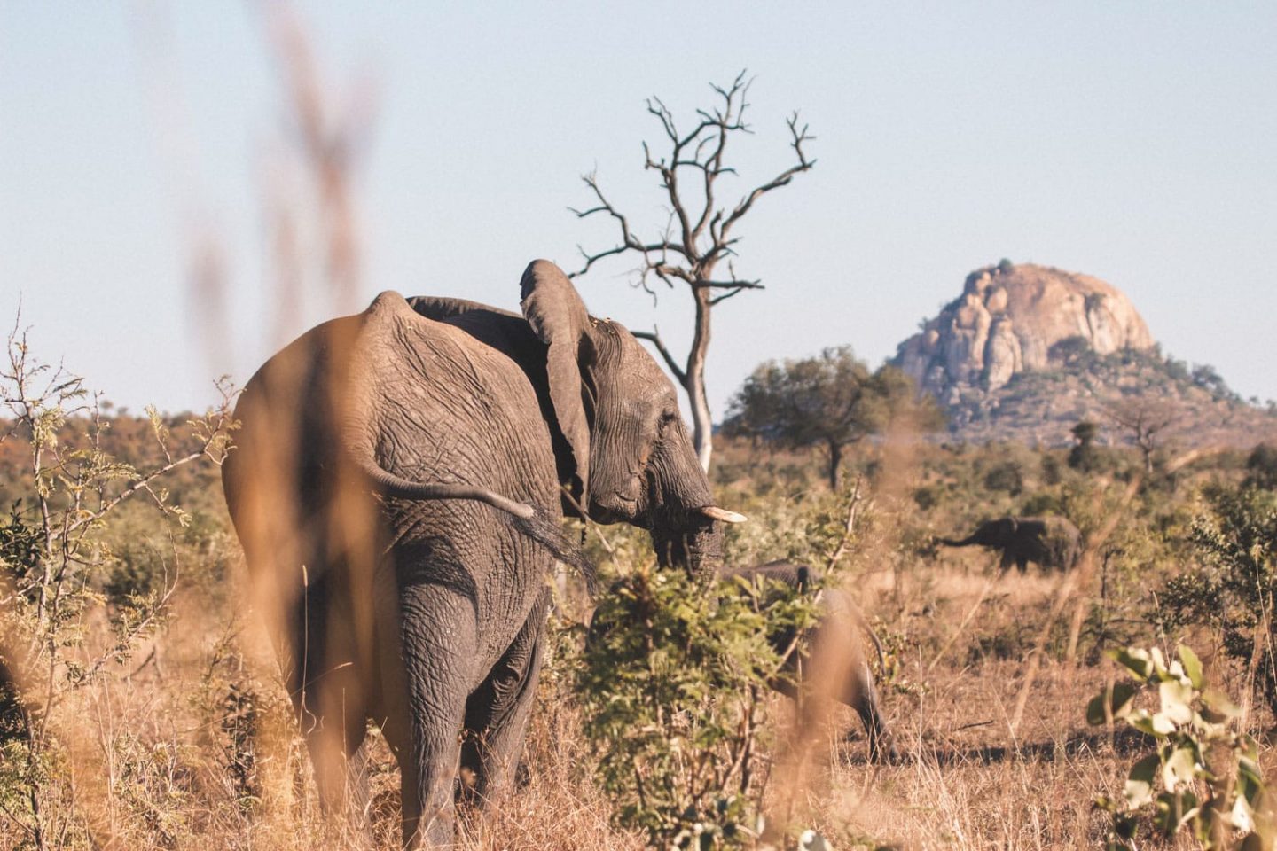 elephant in kruger national park