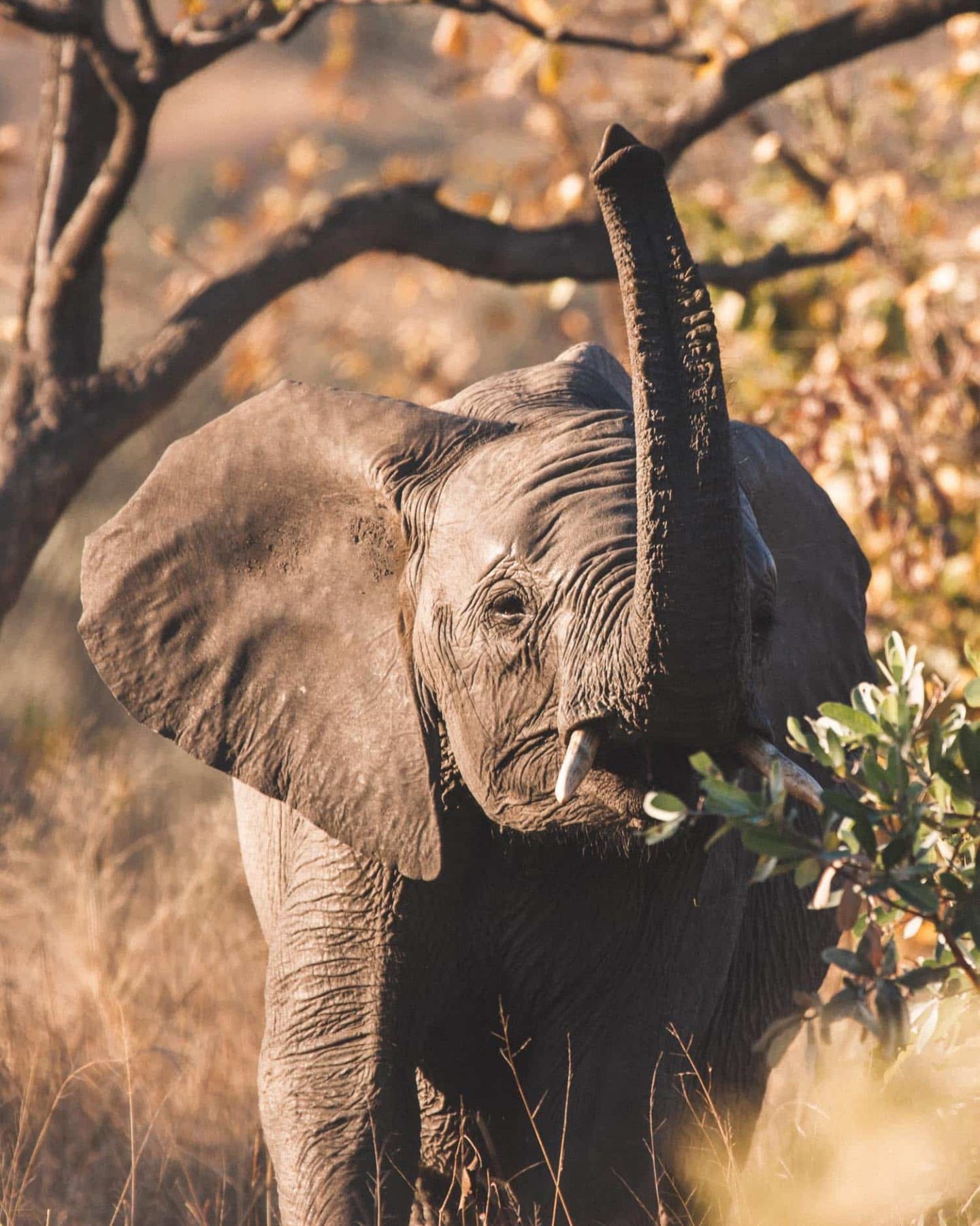 baby elephant