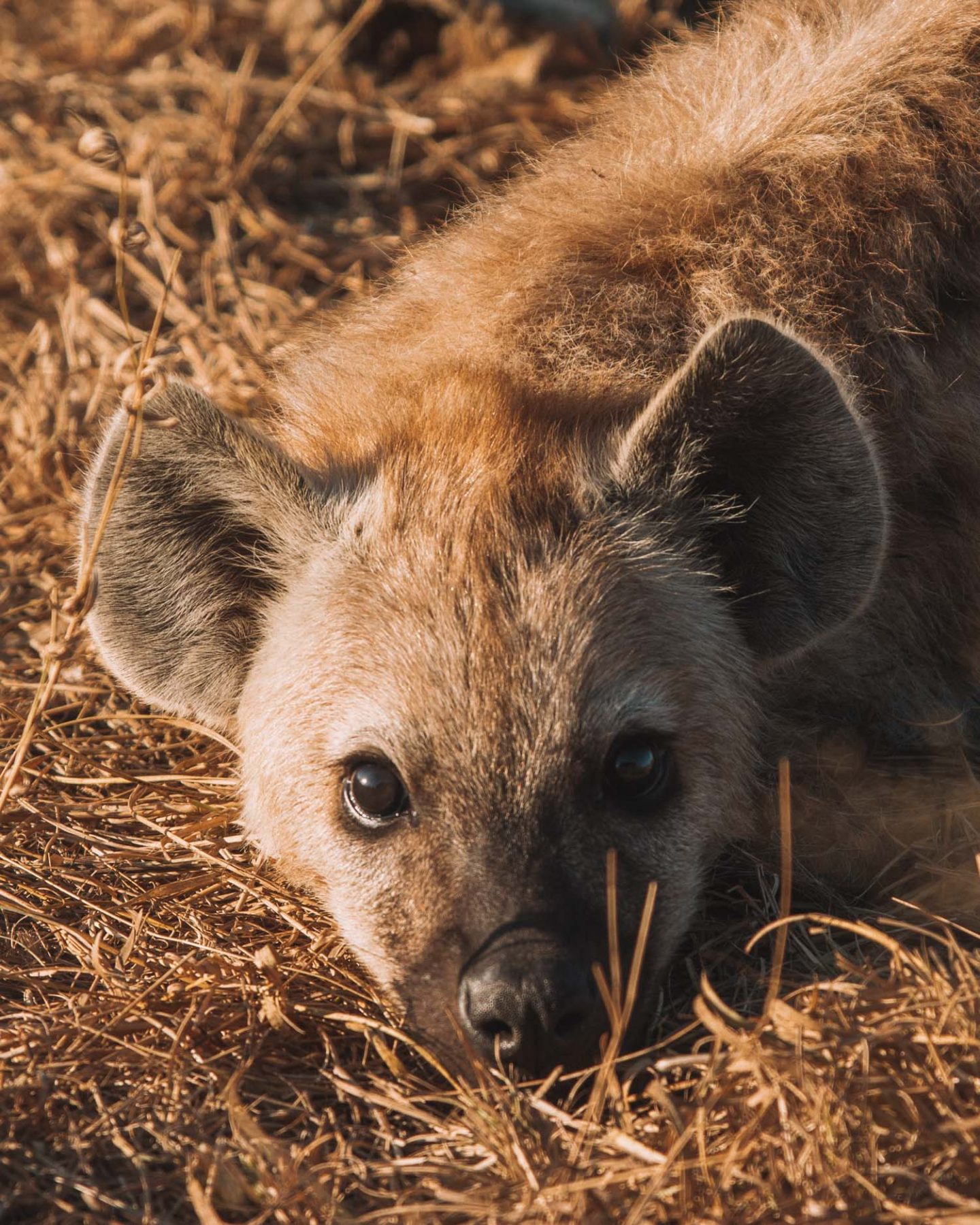 baby hyena