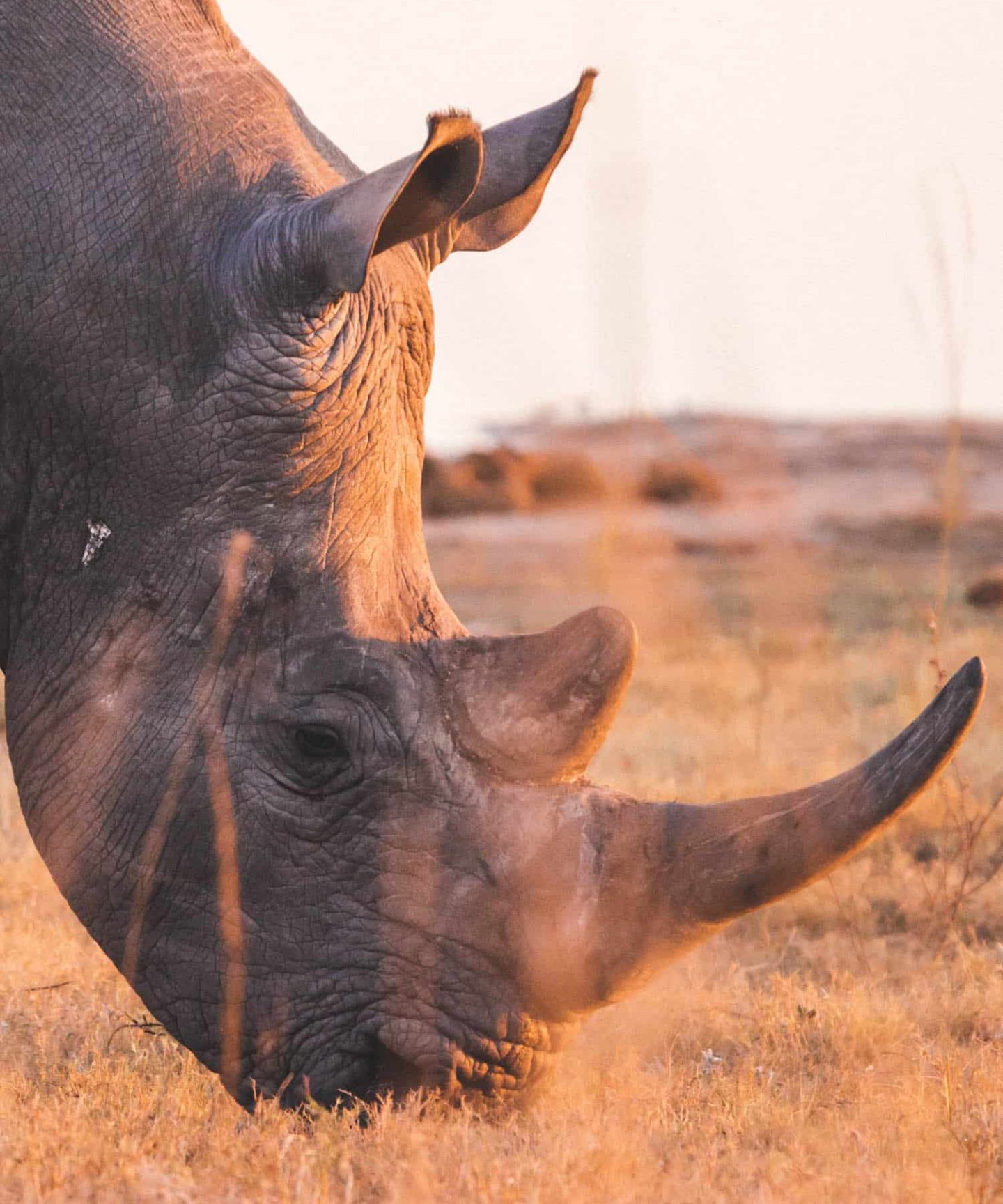 rhino in kruger national park