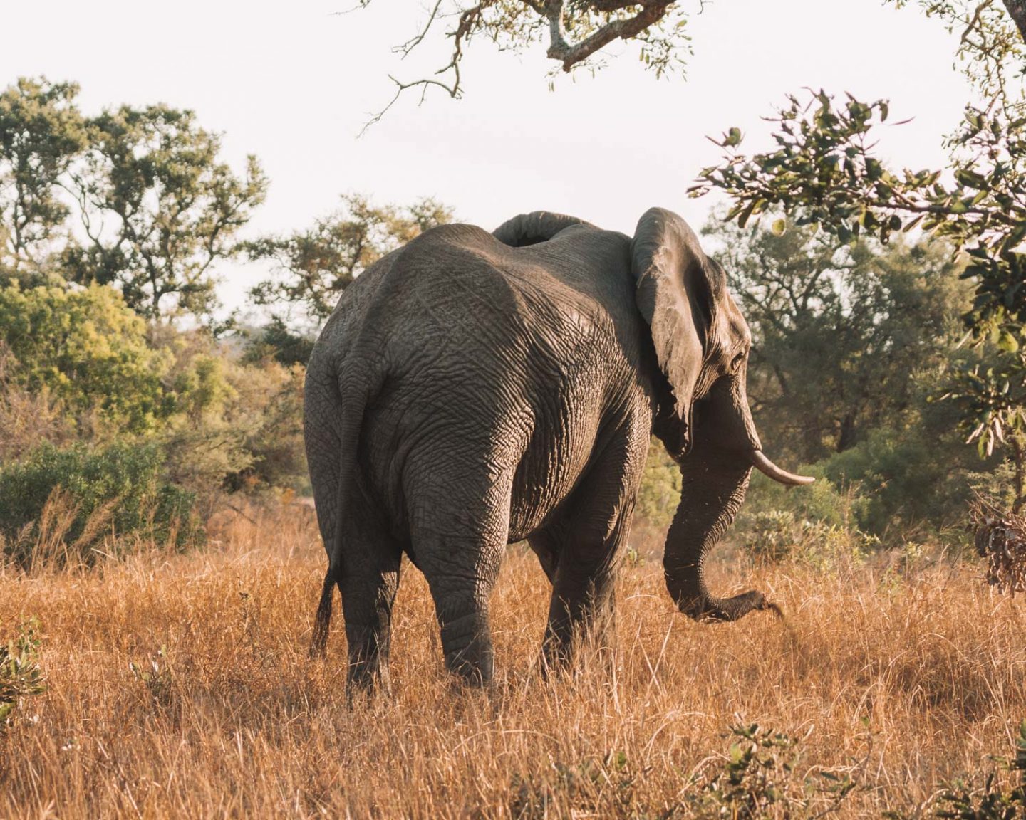 elephant grazing in south africa