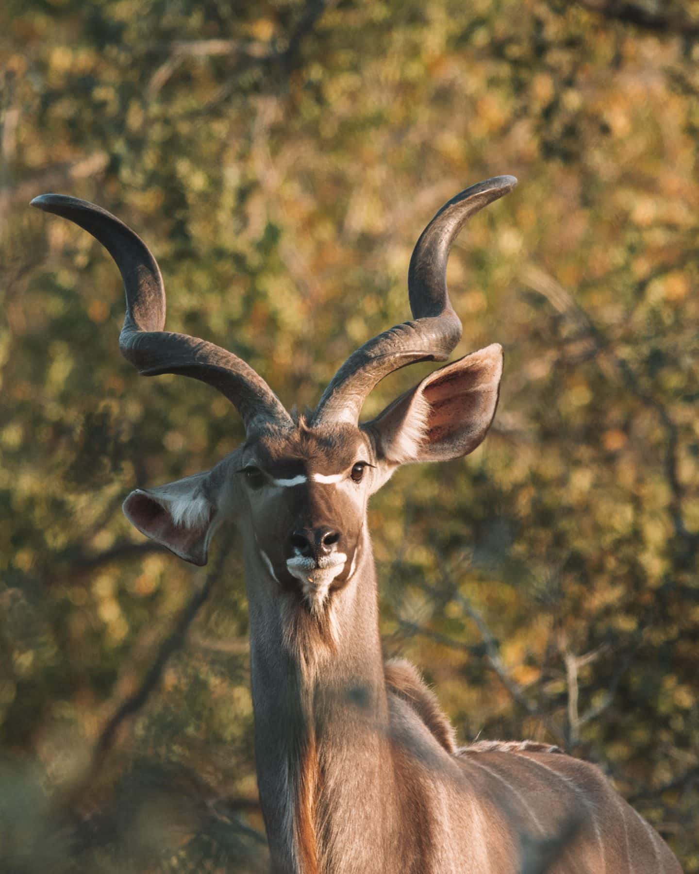 male kudu