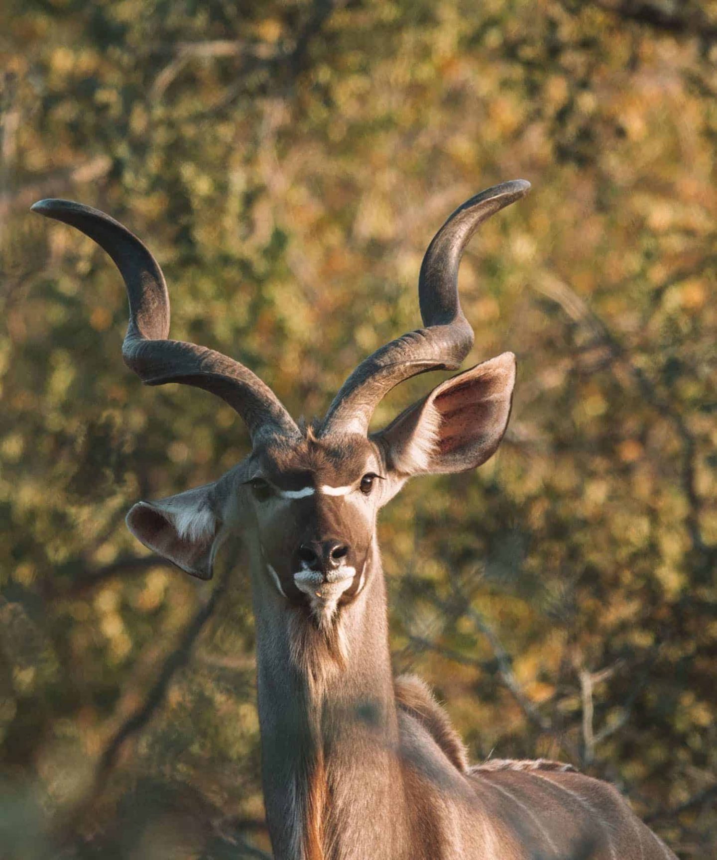 male kudu