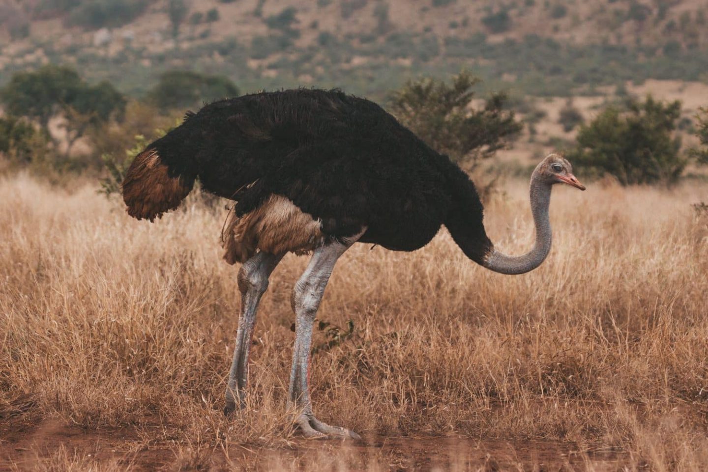 ostrich