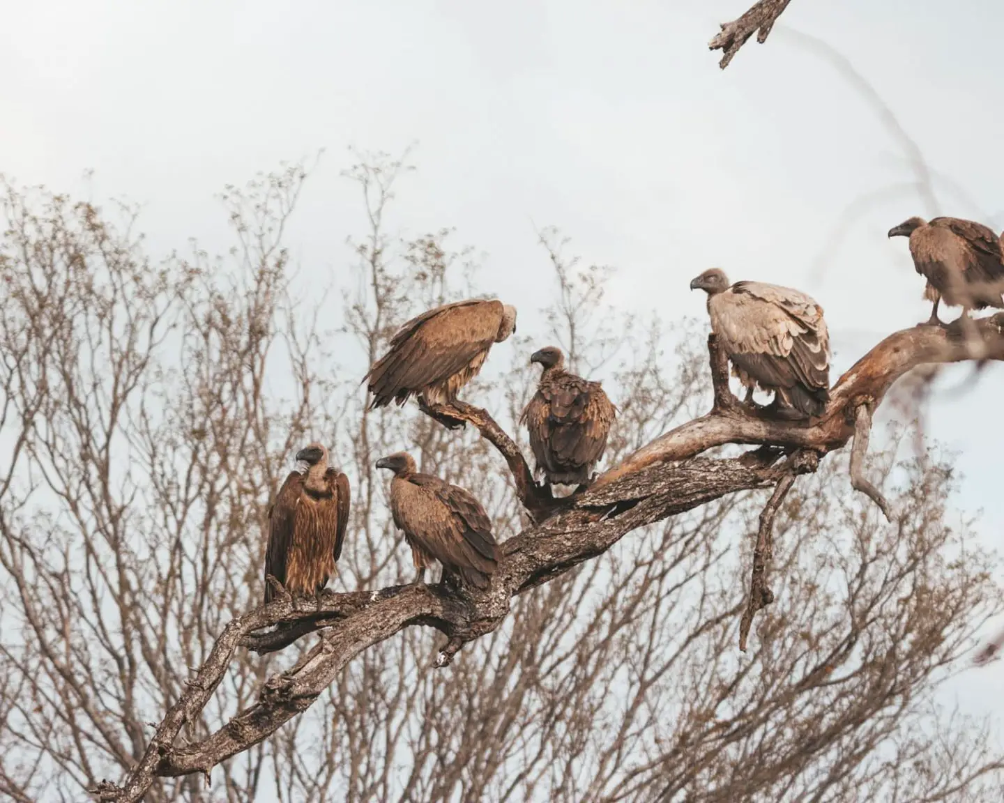 vultures sitting in a tree