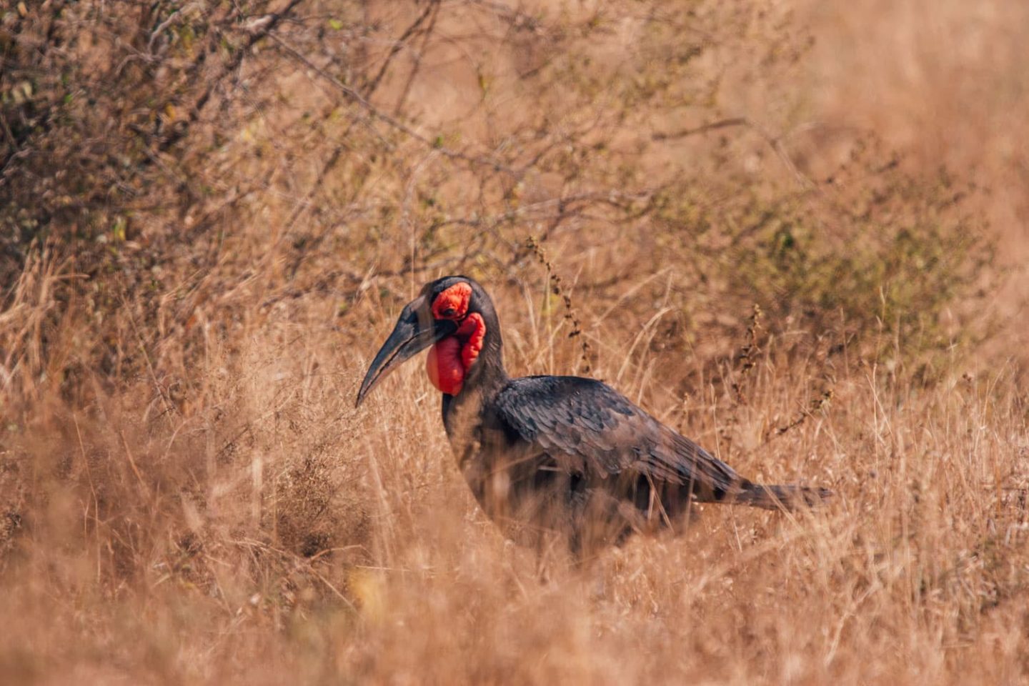 rare bird in kruger national park