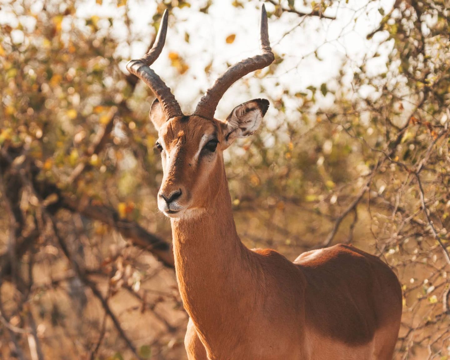 impala