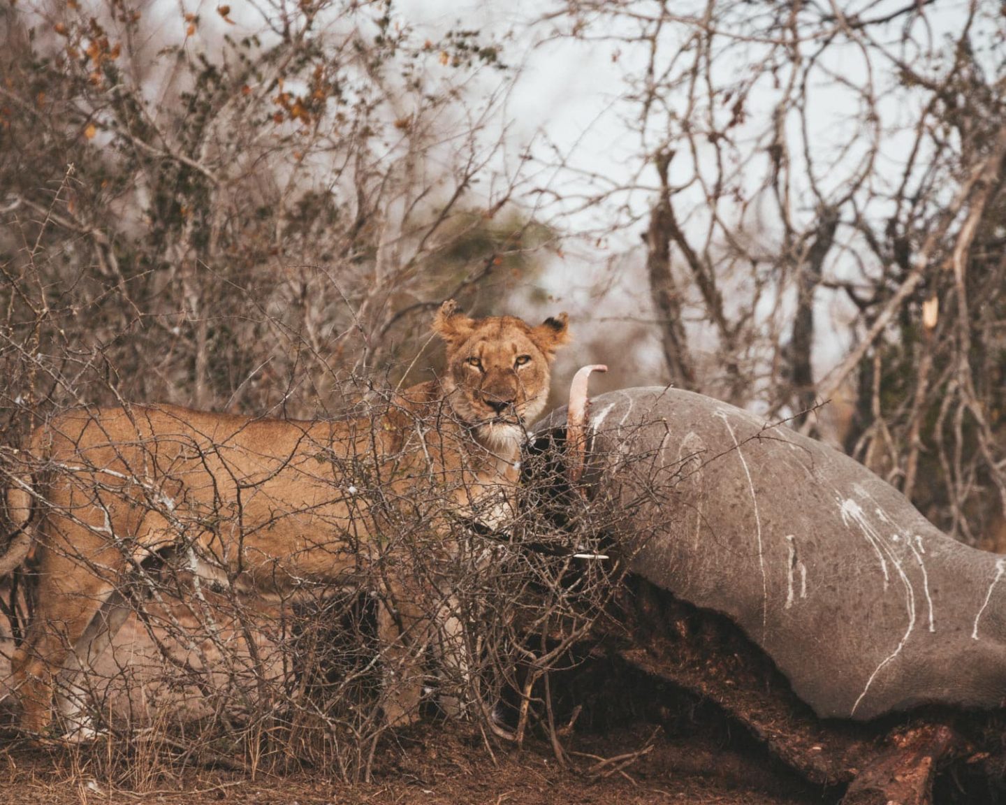 lioness with rhino kill