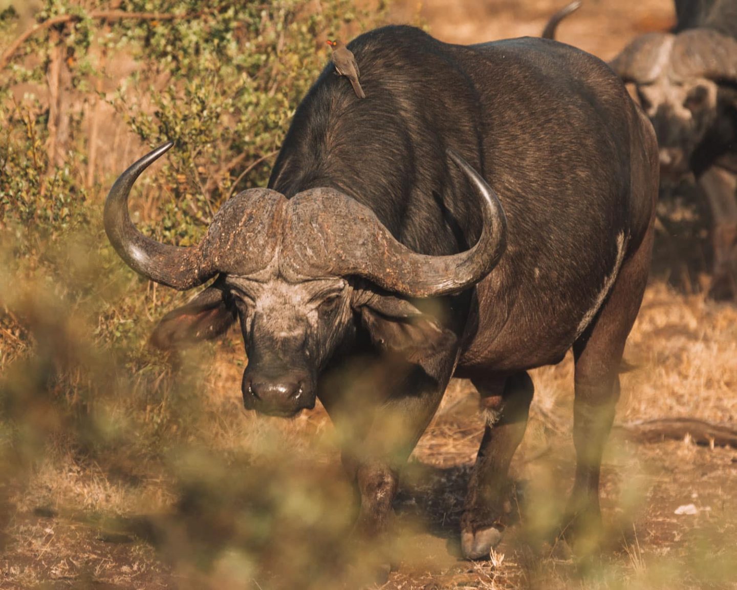 Visiting Kruger National Park: Everything You Need to Know Visiting Kruger National Park: Everything You Need to Know