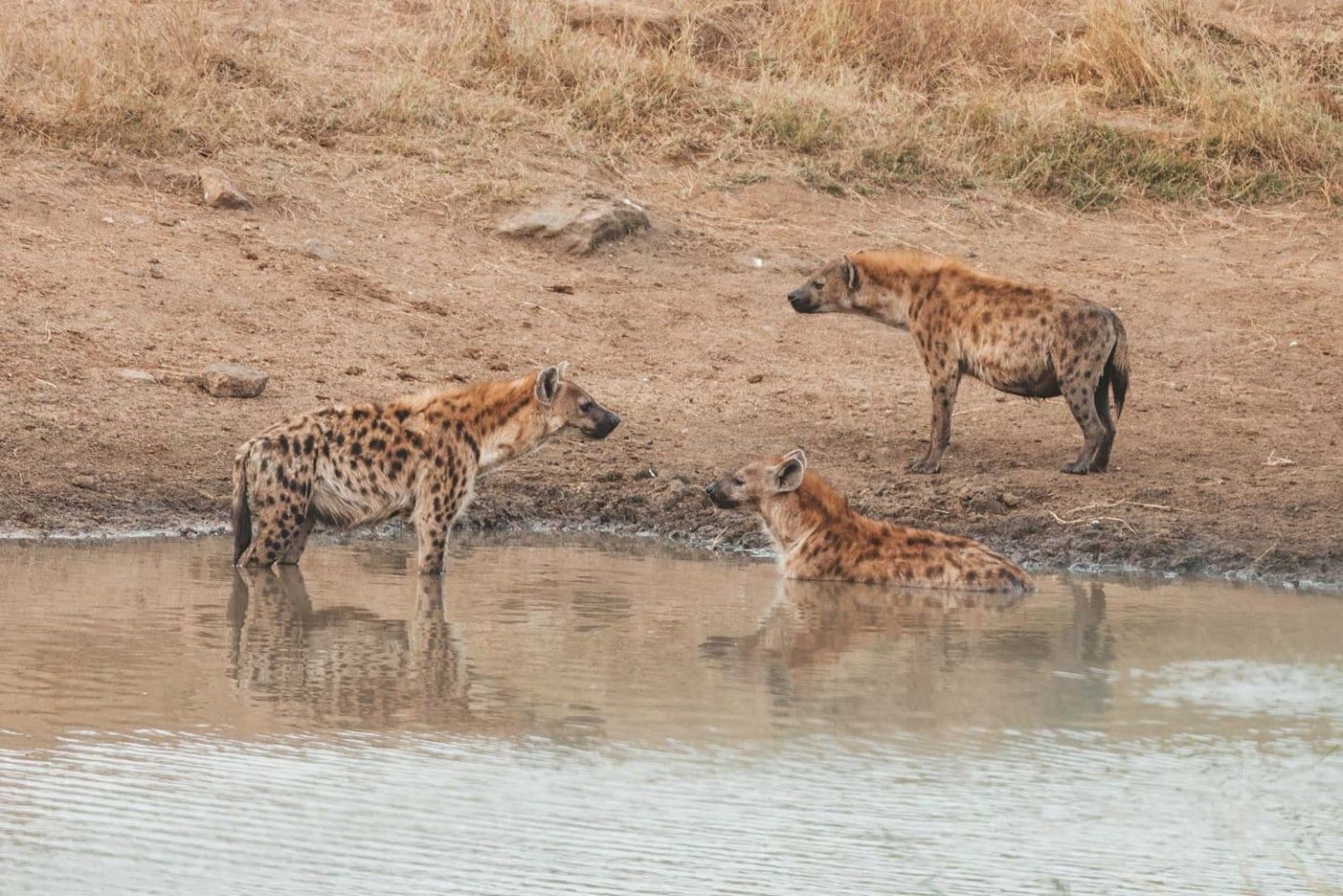 pack of hyenas taking a bath