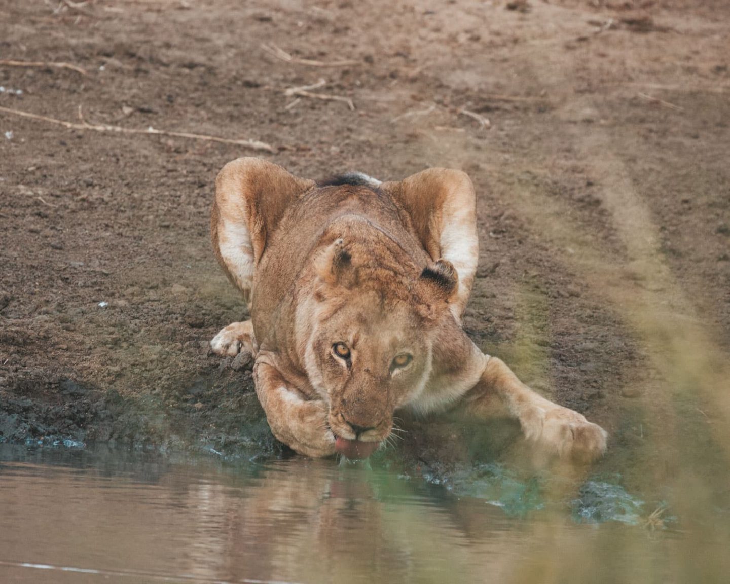 lioness drinking water