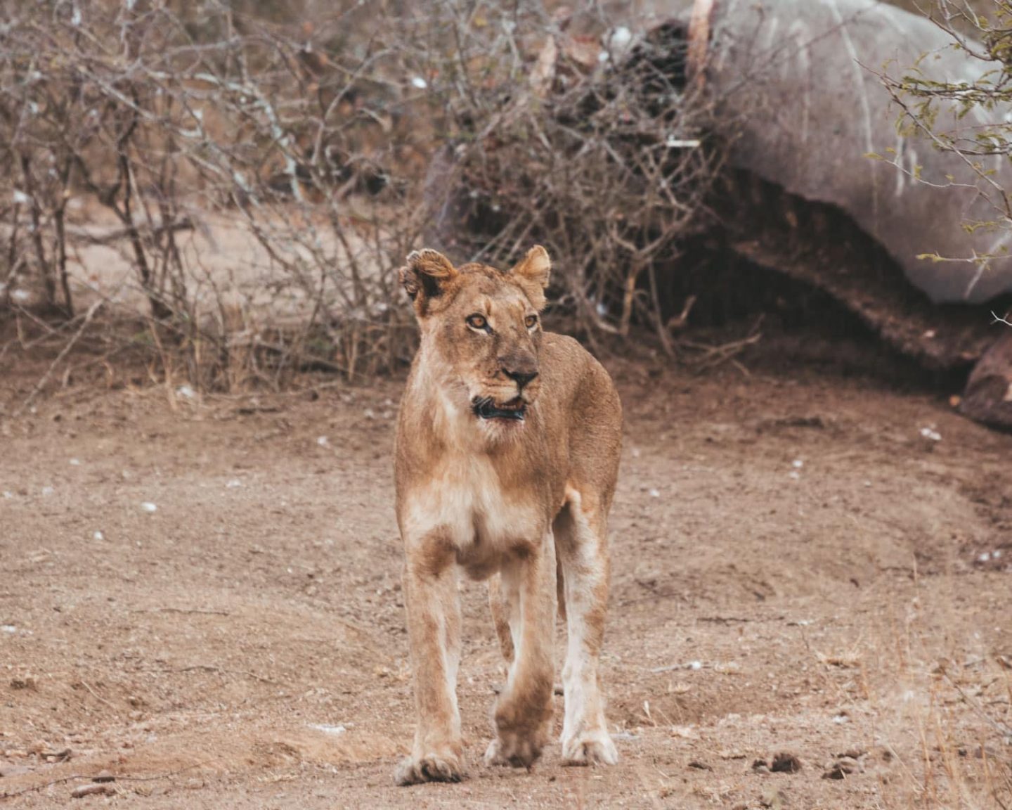 lioness in kruger national park