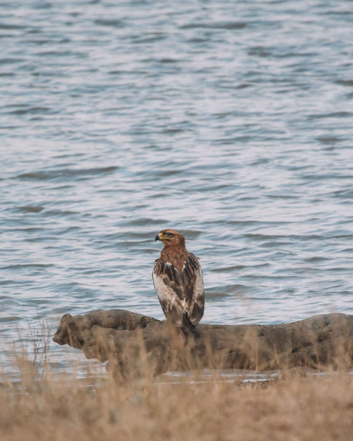 eagle by lake