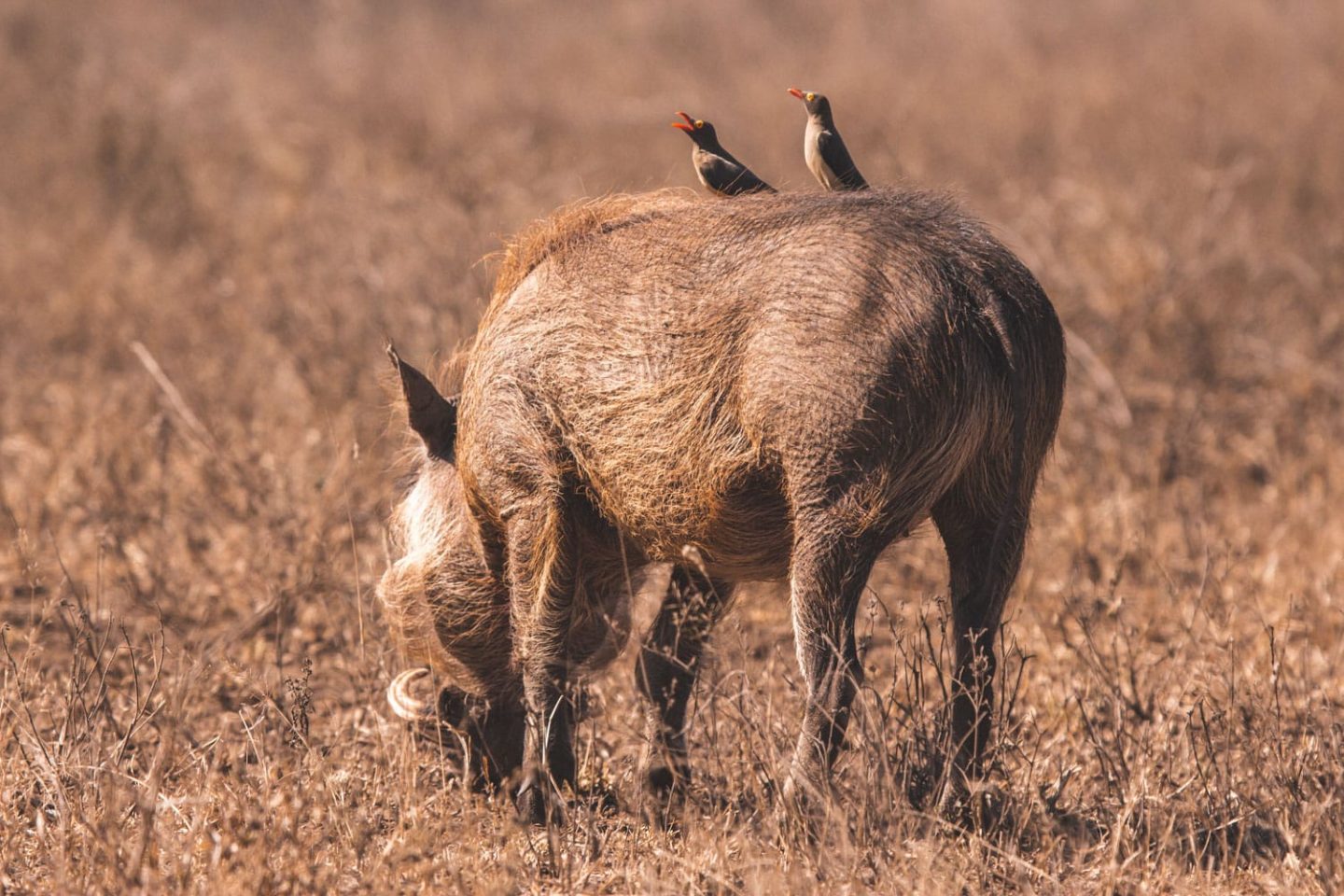 warthog in kruger
