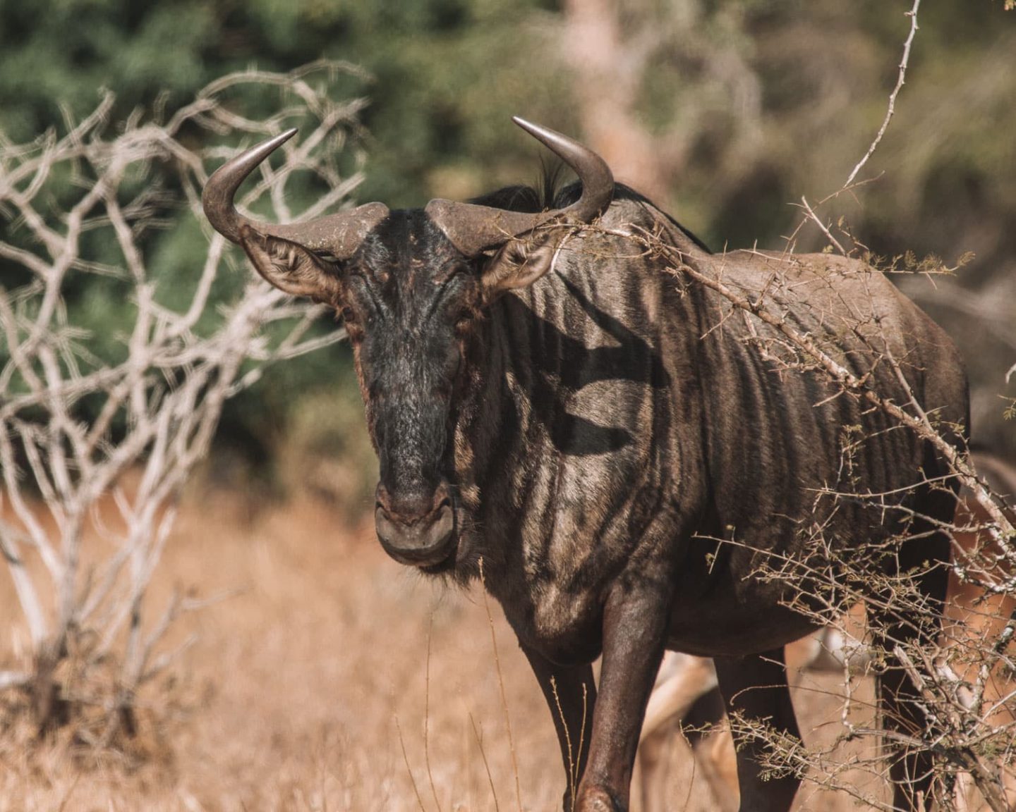 wildebeest