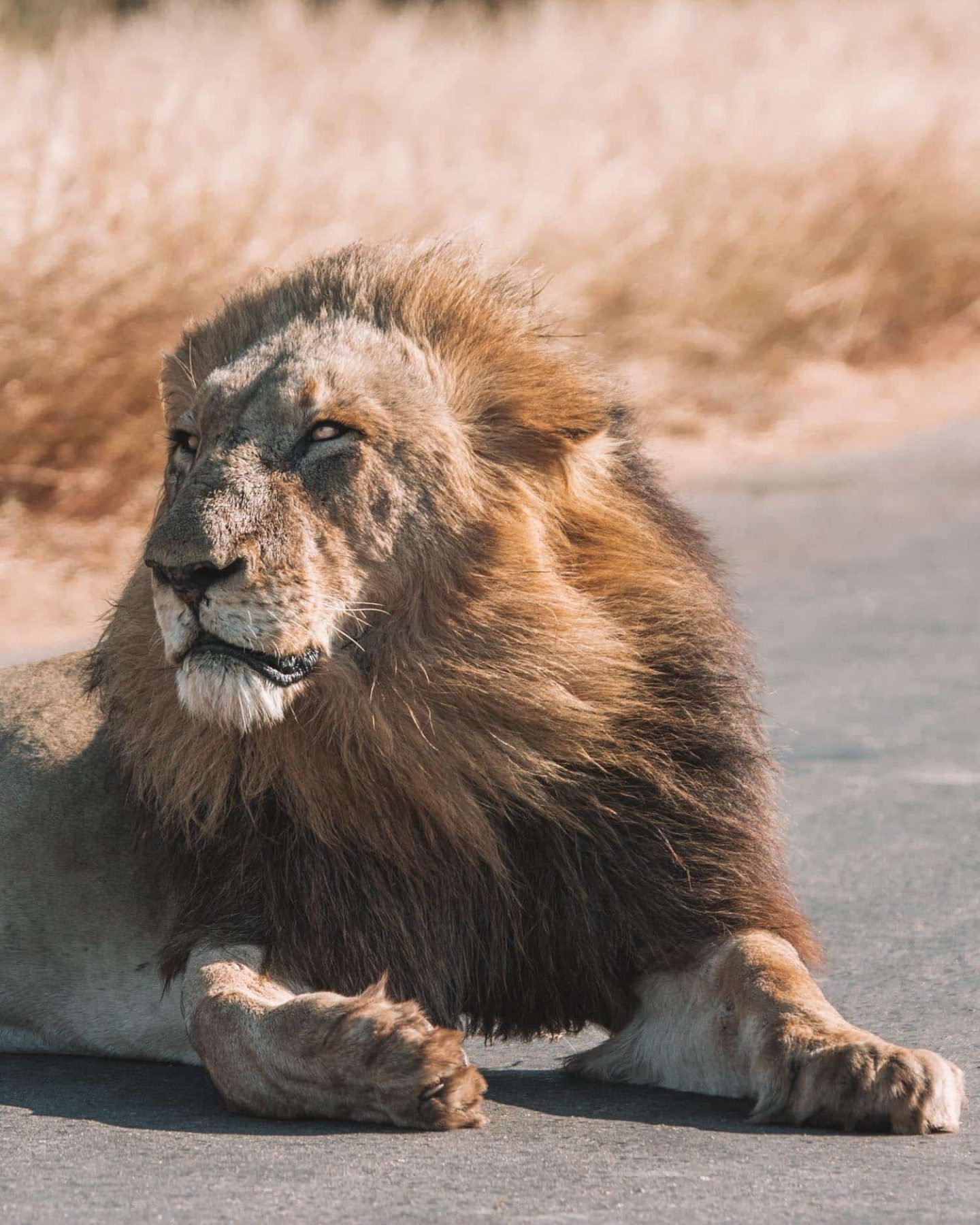 lion sitting in the road in kruger