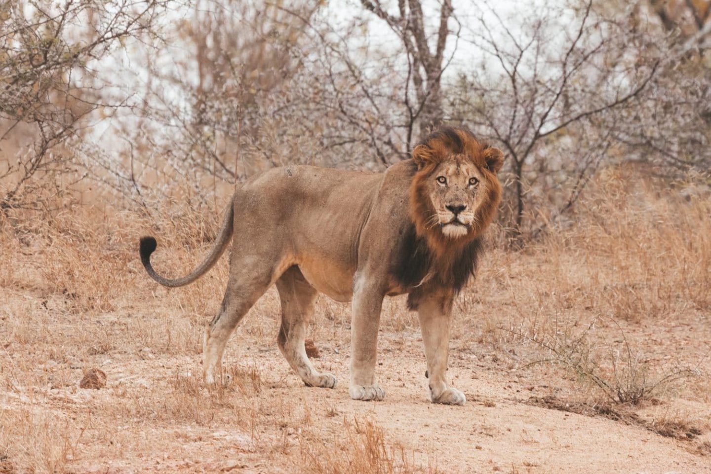 male lion