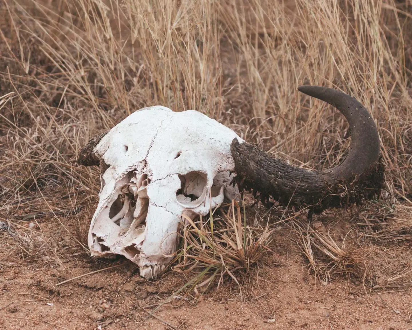 skull of a buffalo