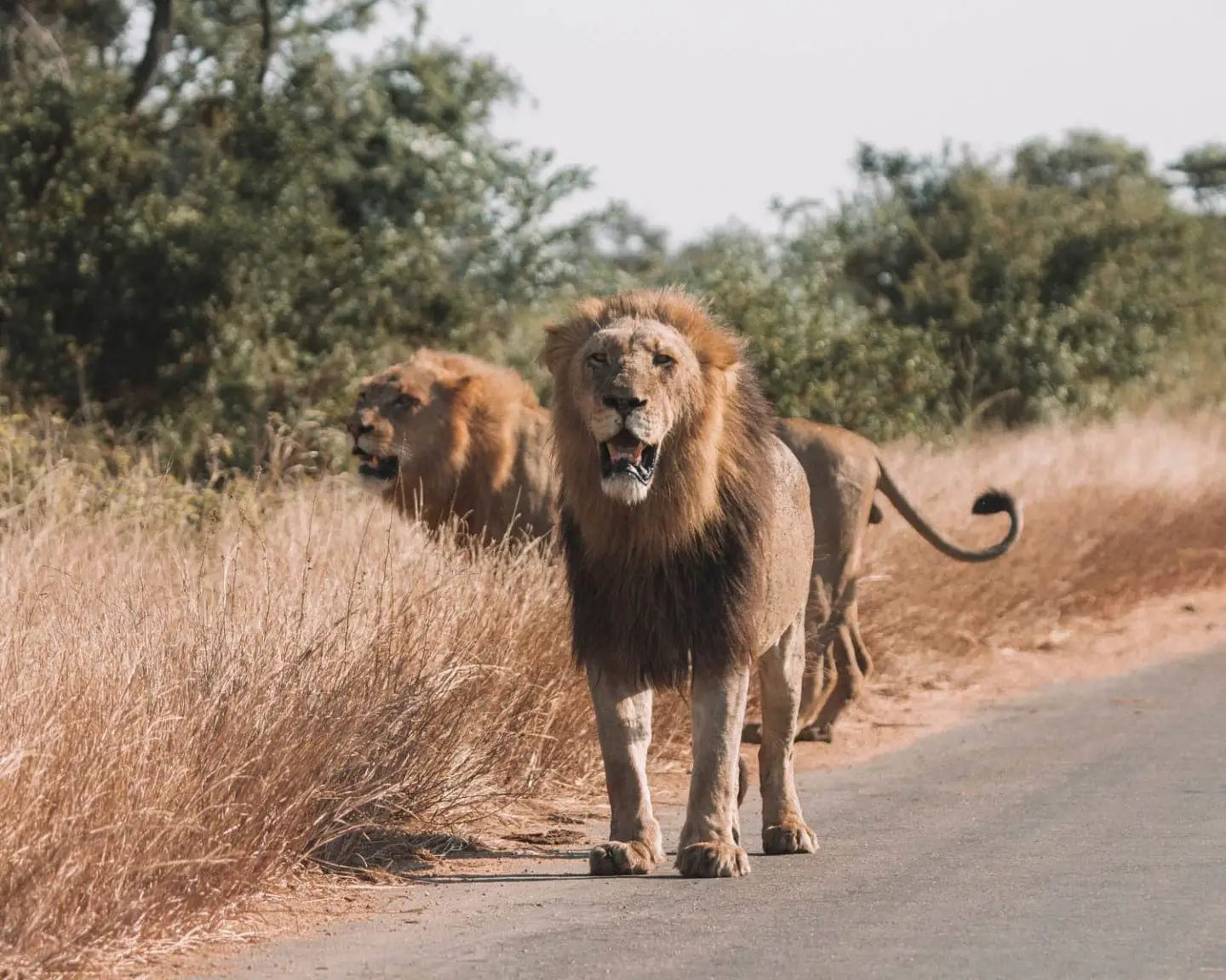 lions standing in the road