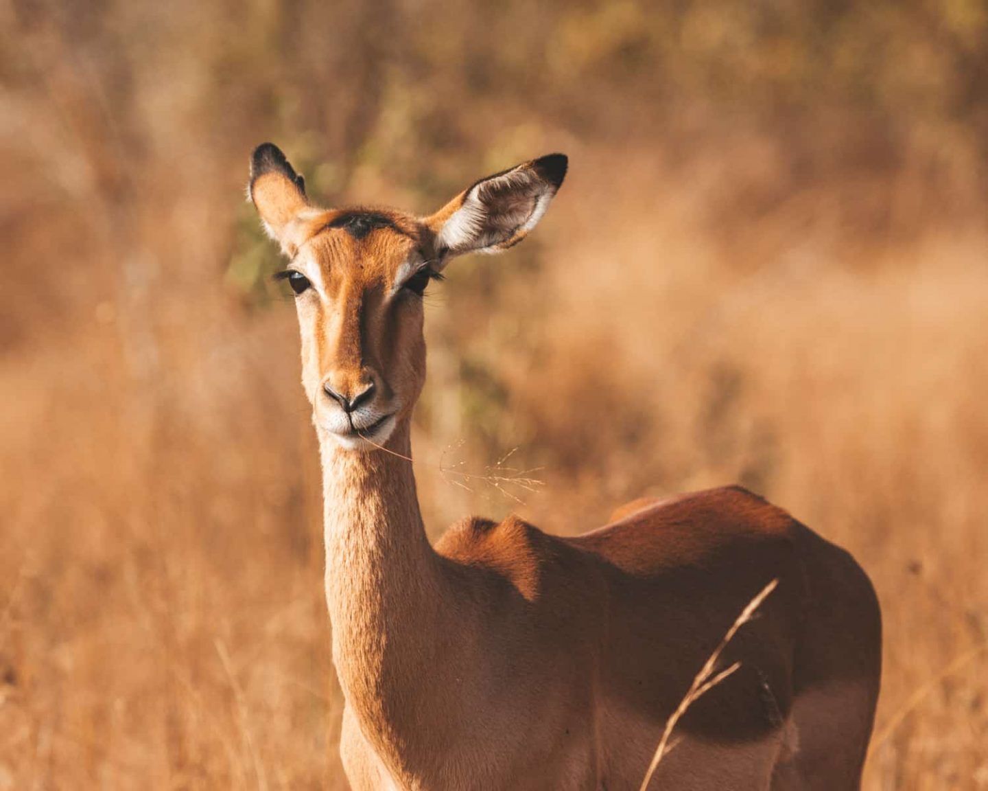 female impala