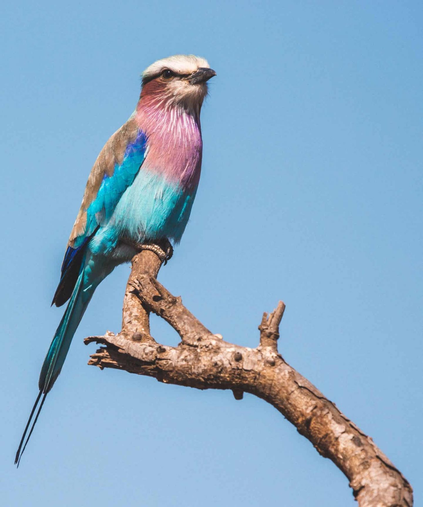 bird in kruger national park