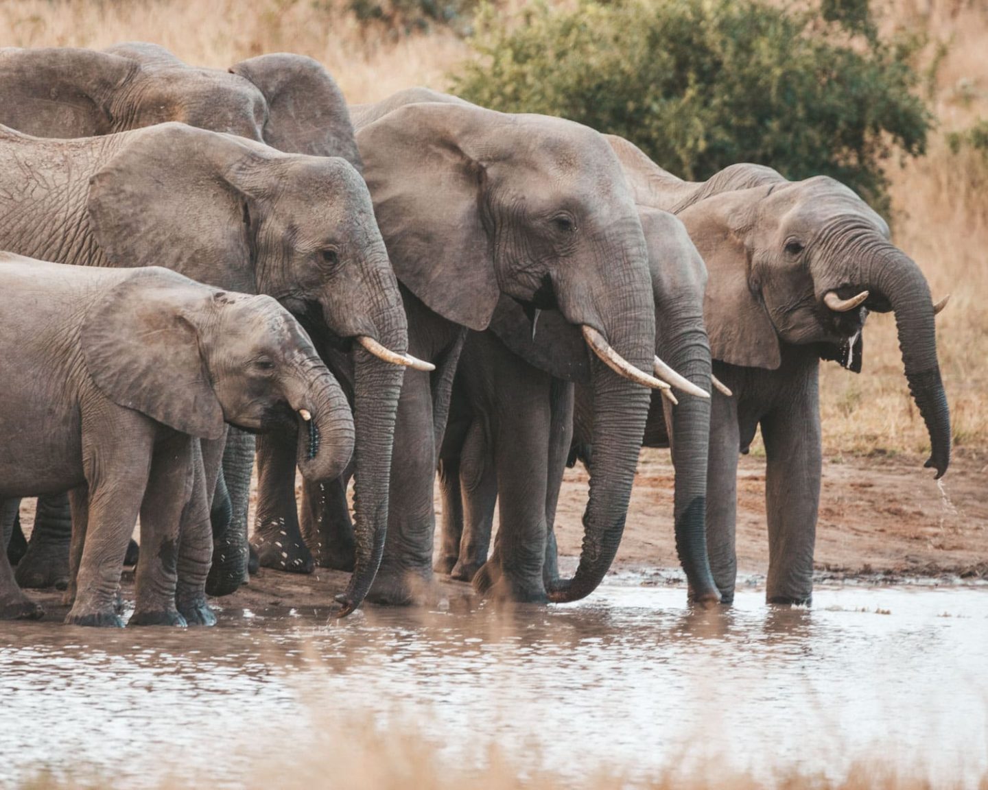 herd of elephants