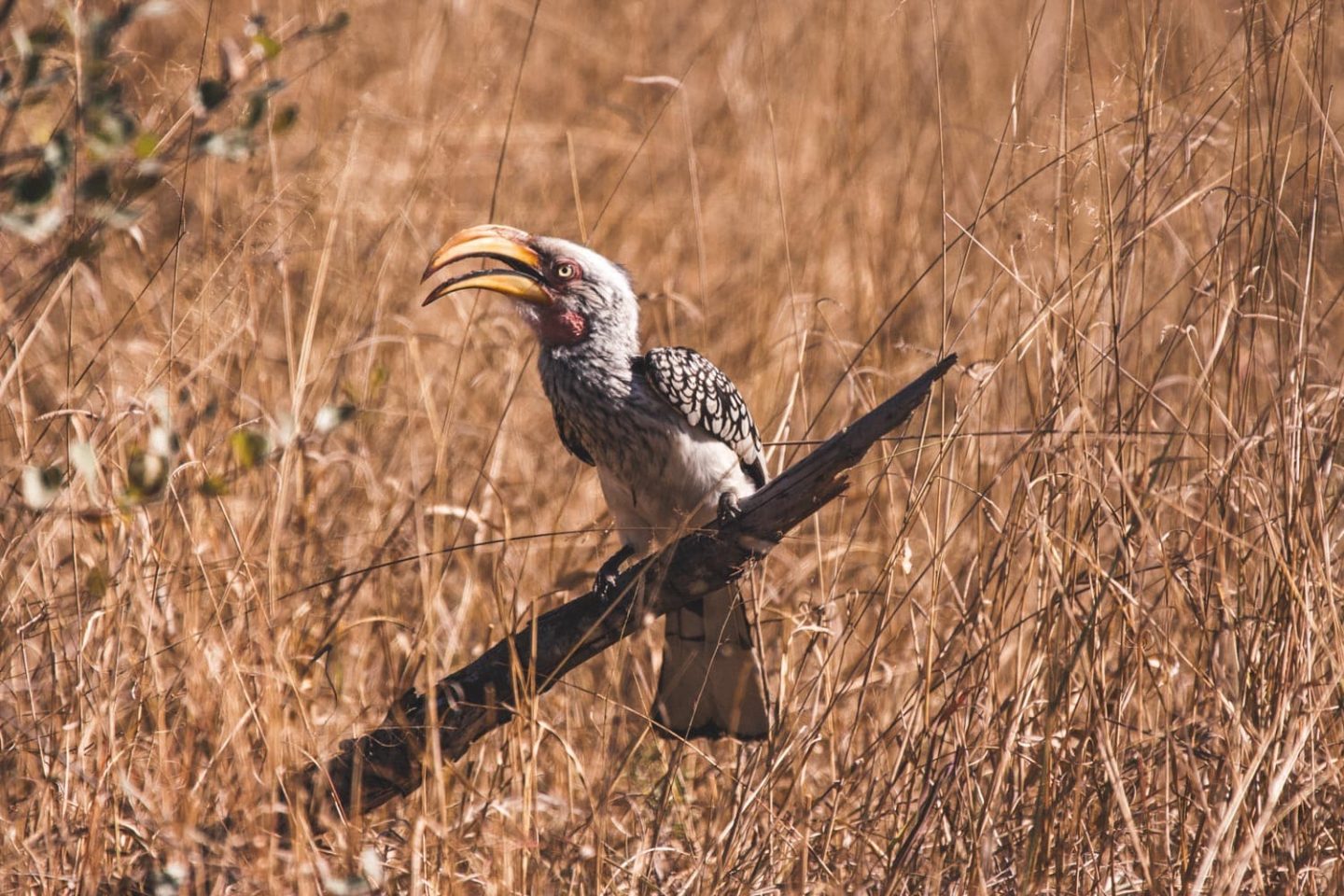 hornbill