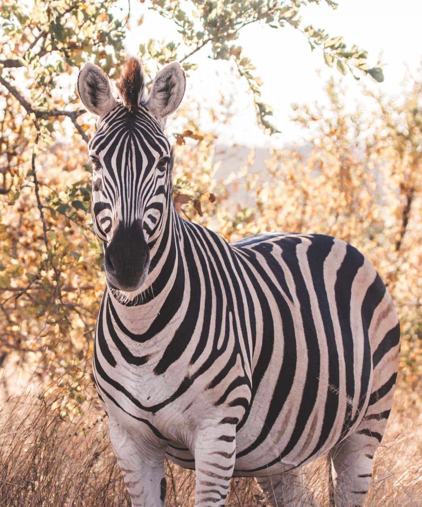 zebra