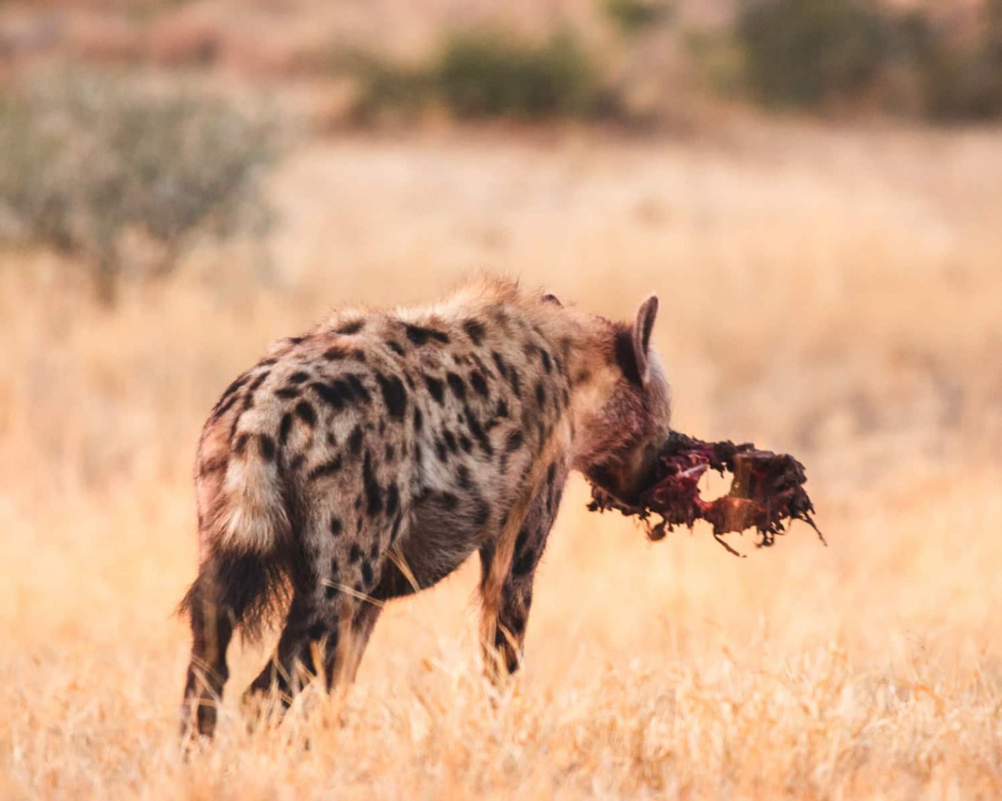 hyena with meat