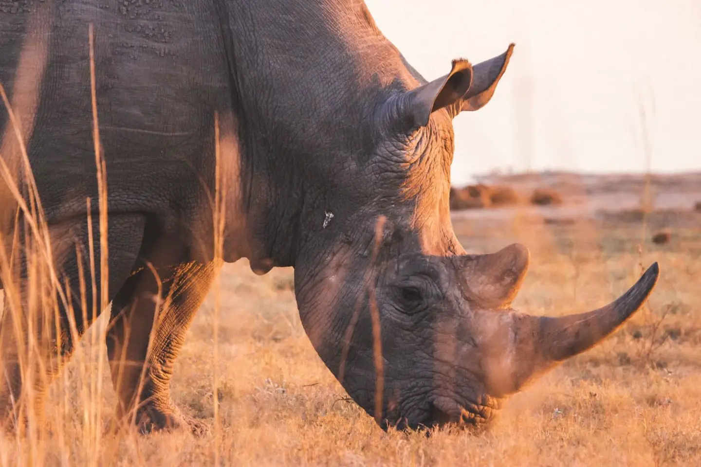 rhino in kruger national park