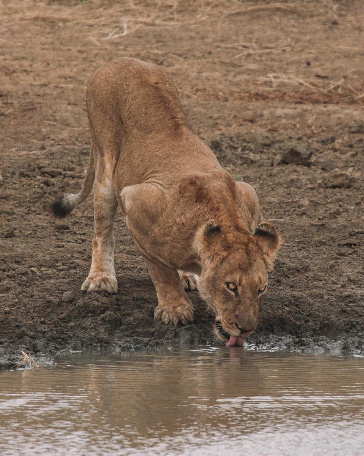 lioness in kruger national park