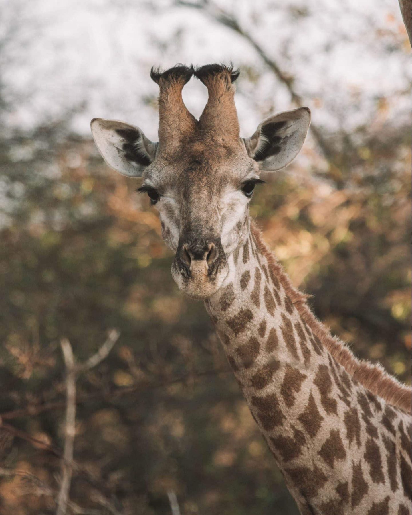 giraffe in kruger