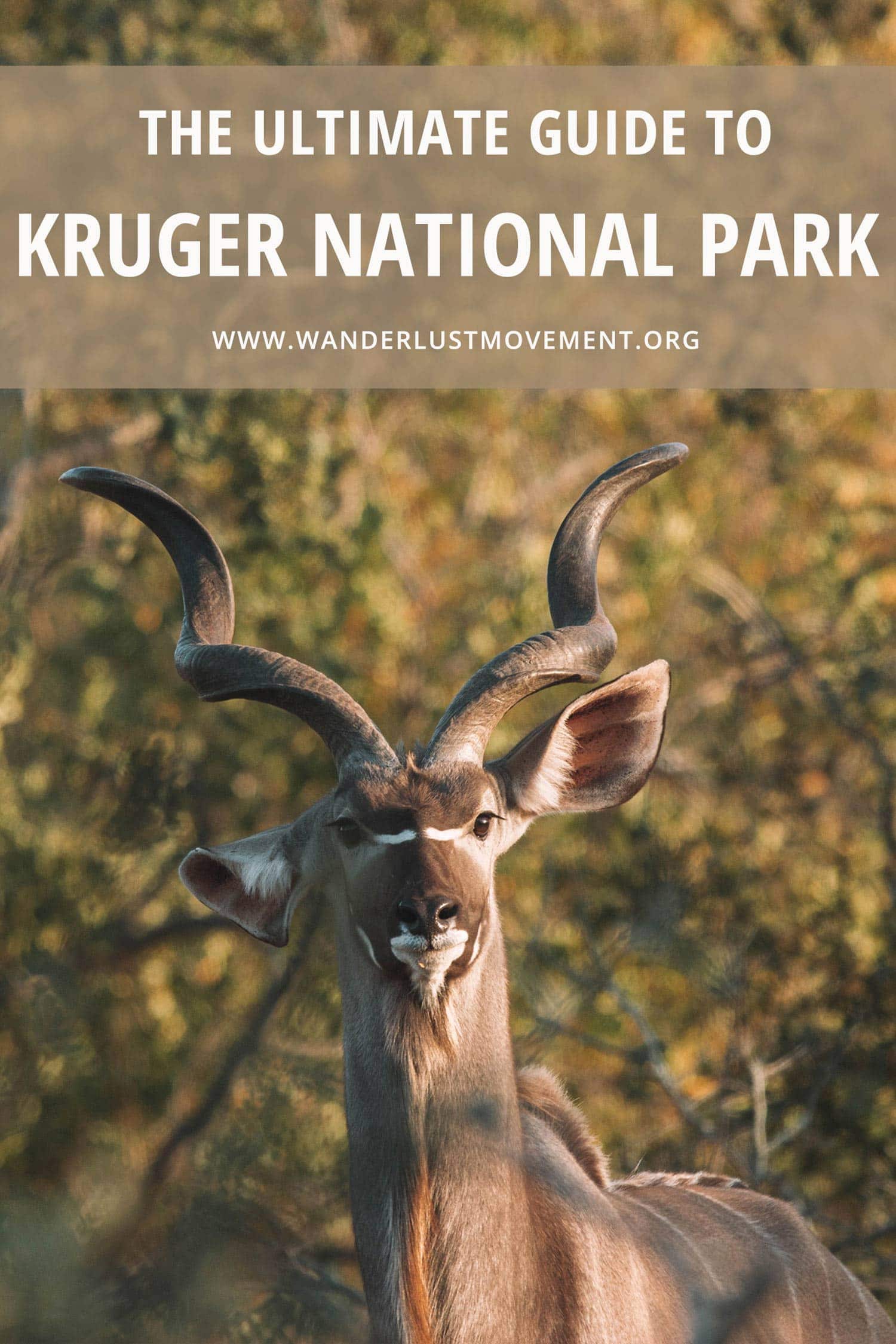 Kruger National Park is the best place to go on safari in South Africa. It\'s the biggest and oldest park in the country and it\'s home to the famous Big 5! This complete guide to Kruger National Park includes everything from how to get there, where to stay, what to pack and which loops are the best roads to see wildlife! | South Africa Travel Tips | #southafrica #africa #krugernationalpark #traveltips #safari #kruger