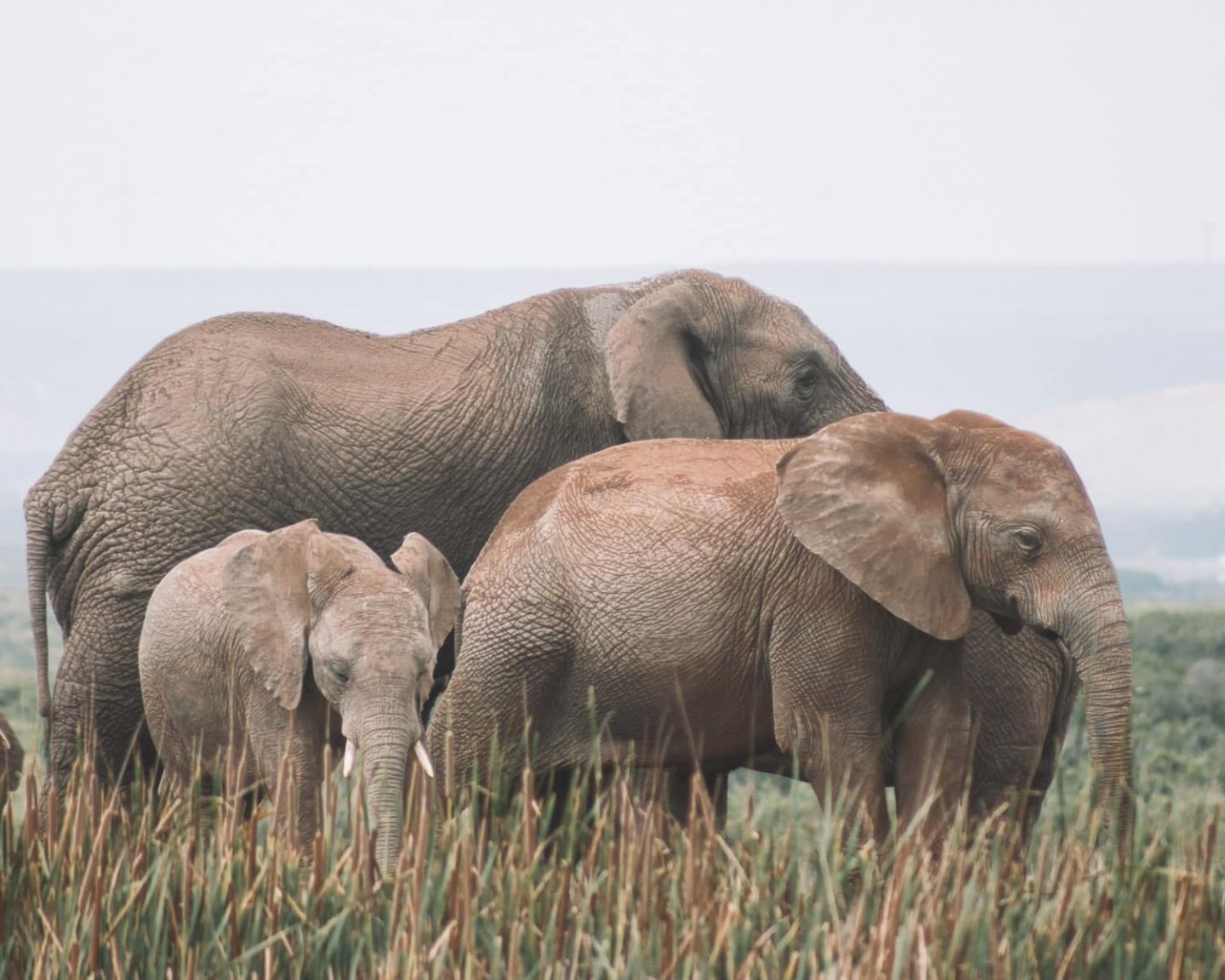 addo national park