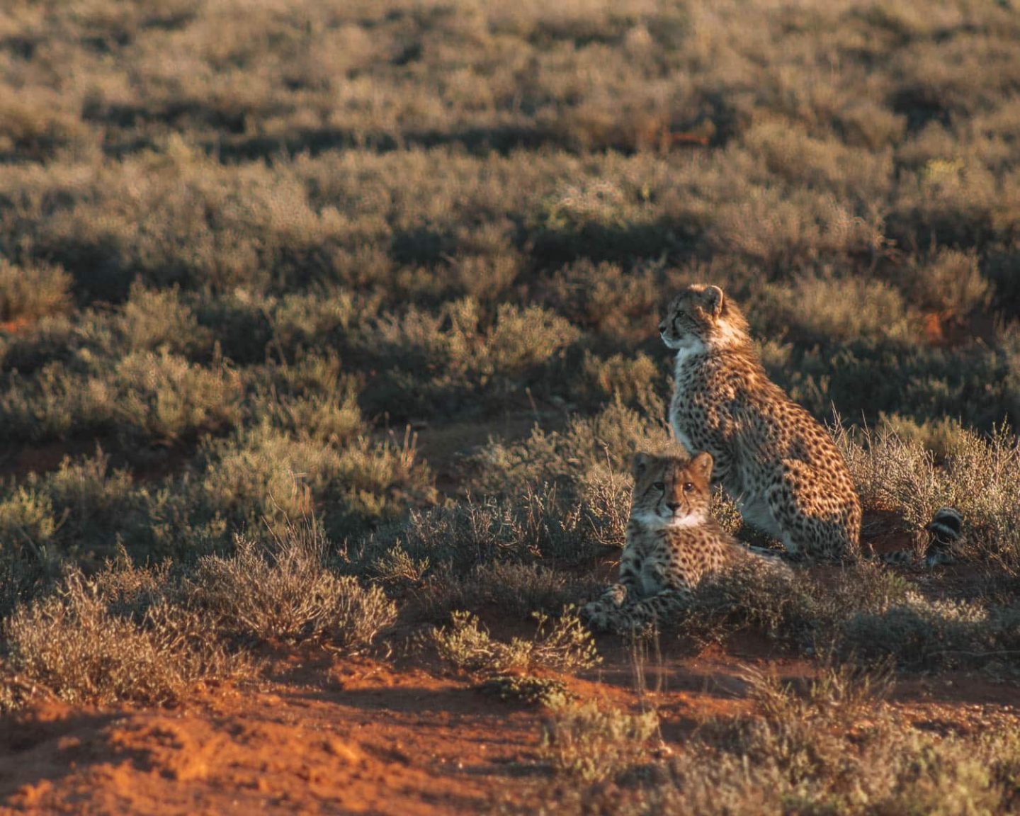 tracking cheetahs