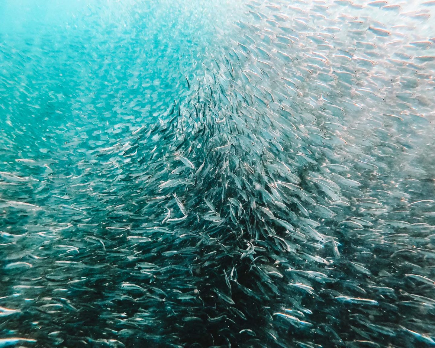 Witness the Sardine Run