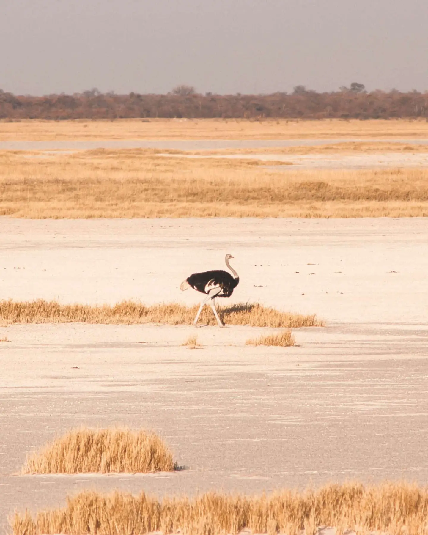 ostrich in botswana