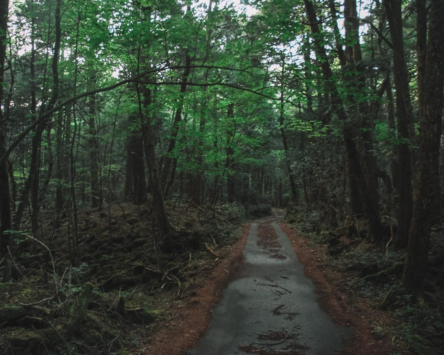 suicide forest in japan