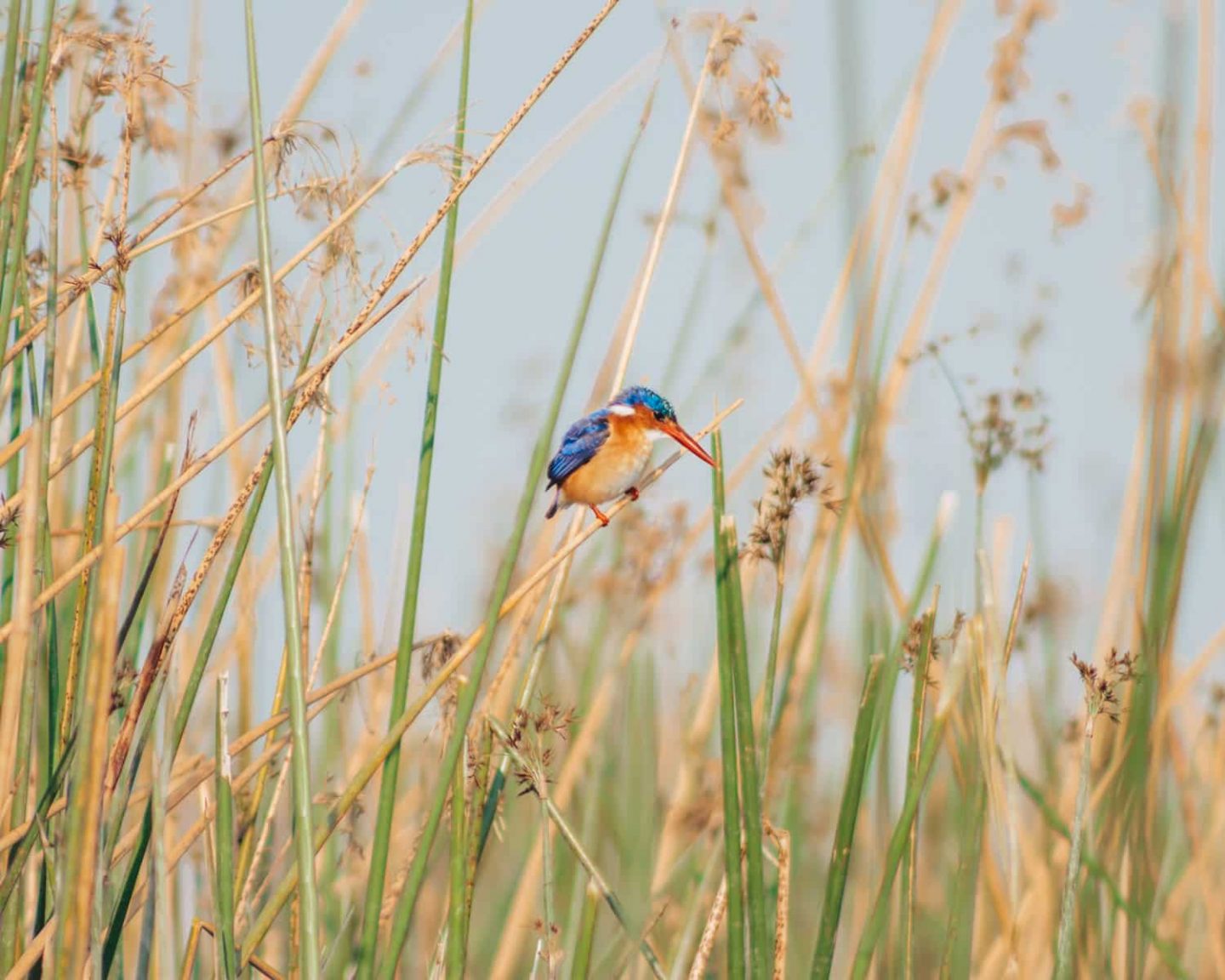 jewel of the okavango delta