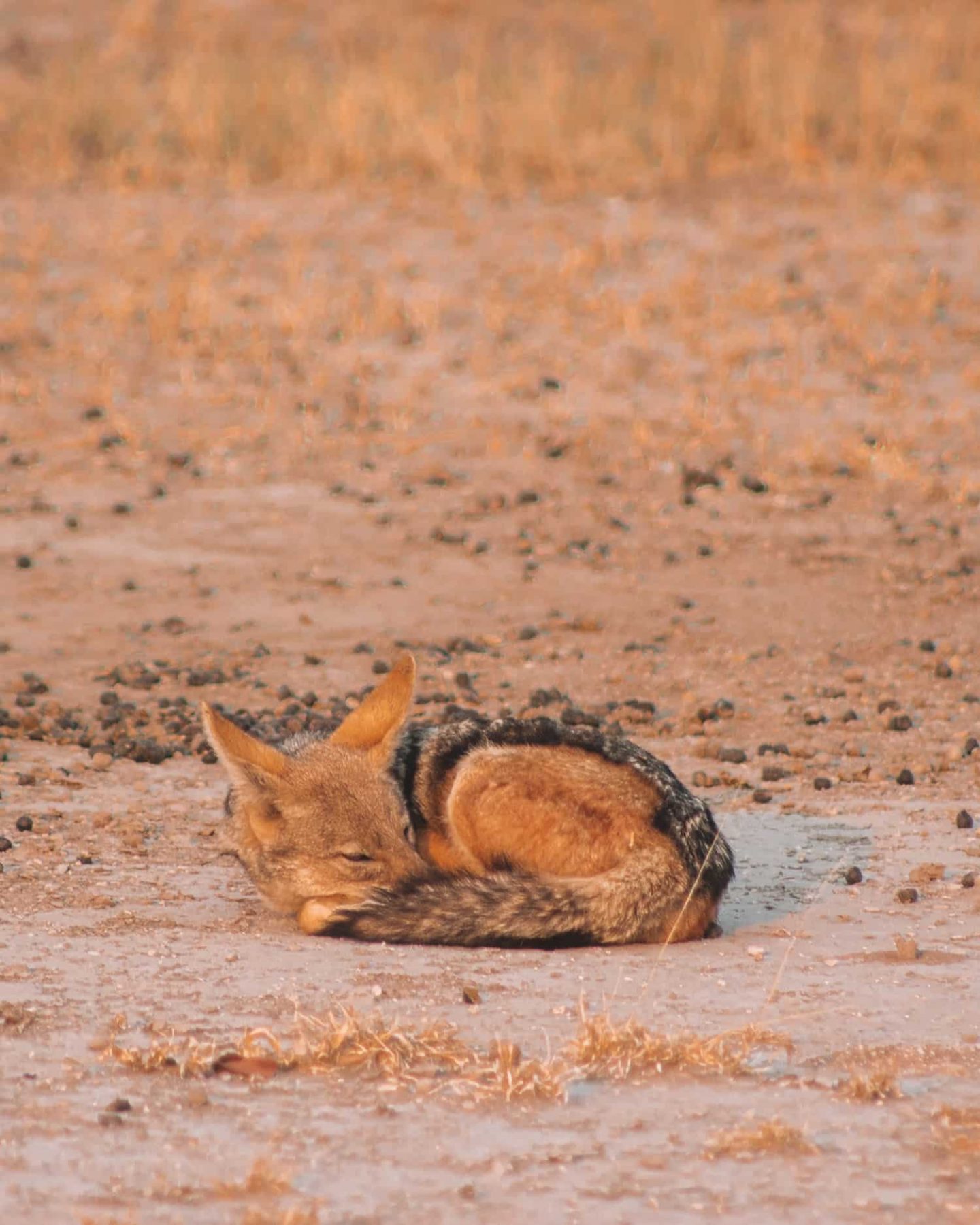 jackal in nxai pan national park