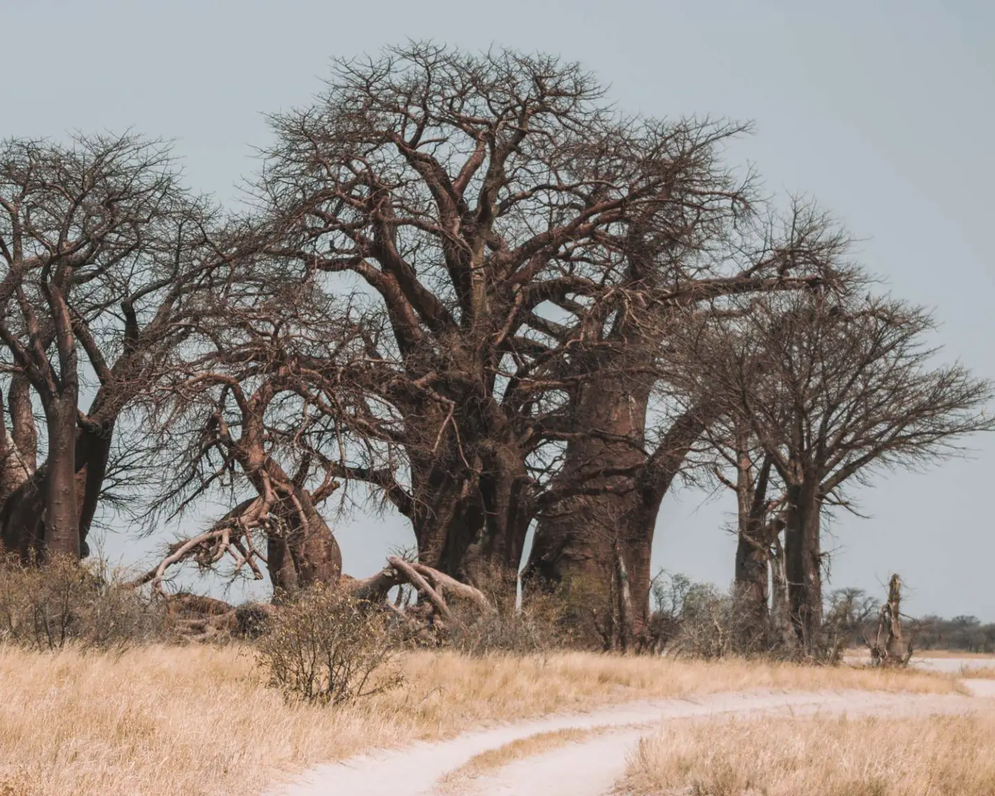 add baines baobobs to your botswana itinerary