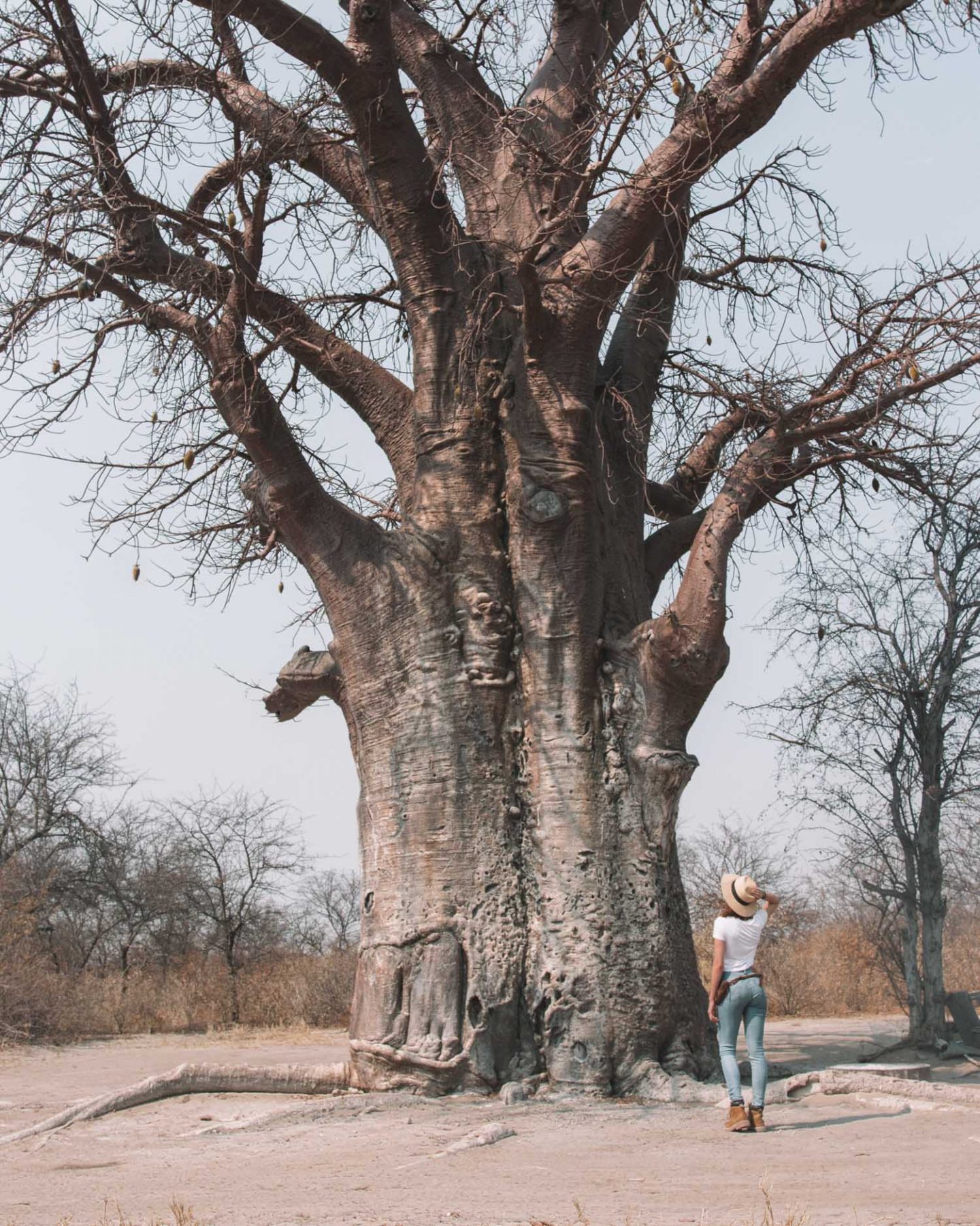 girl in front of baobab tree in botswana