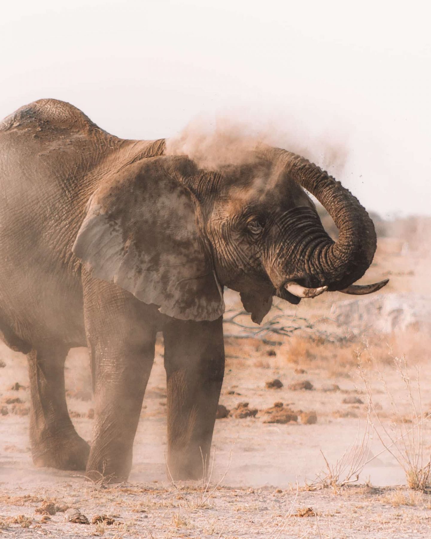 elephant in nxai pan