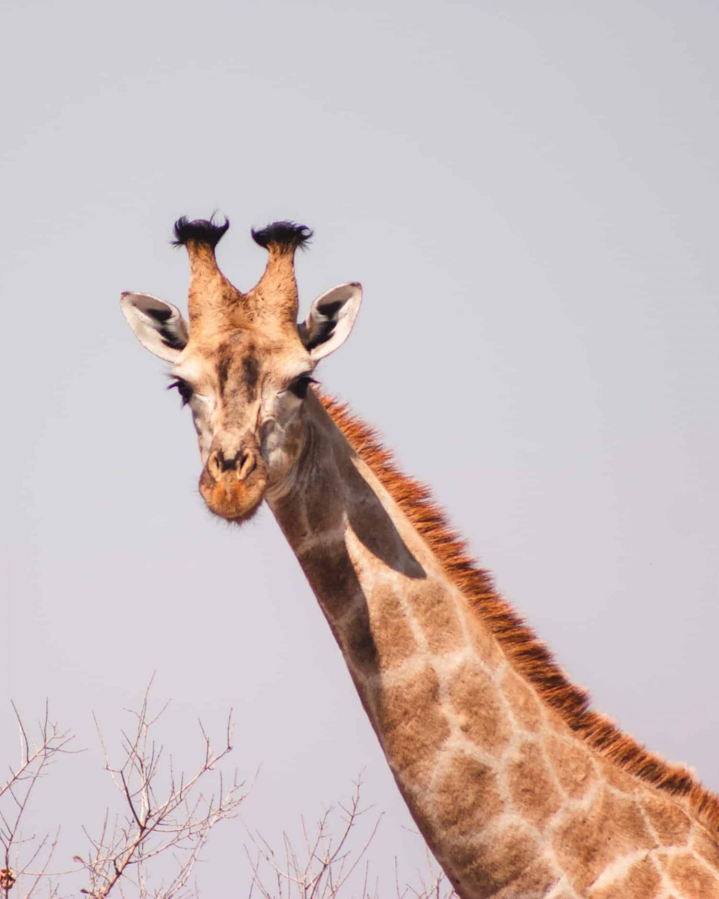 see giraffes in botswana