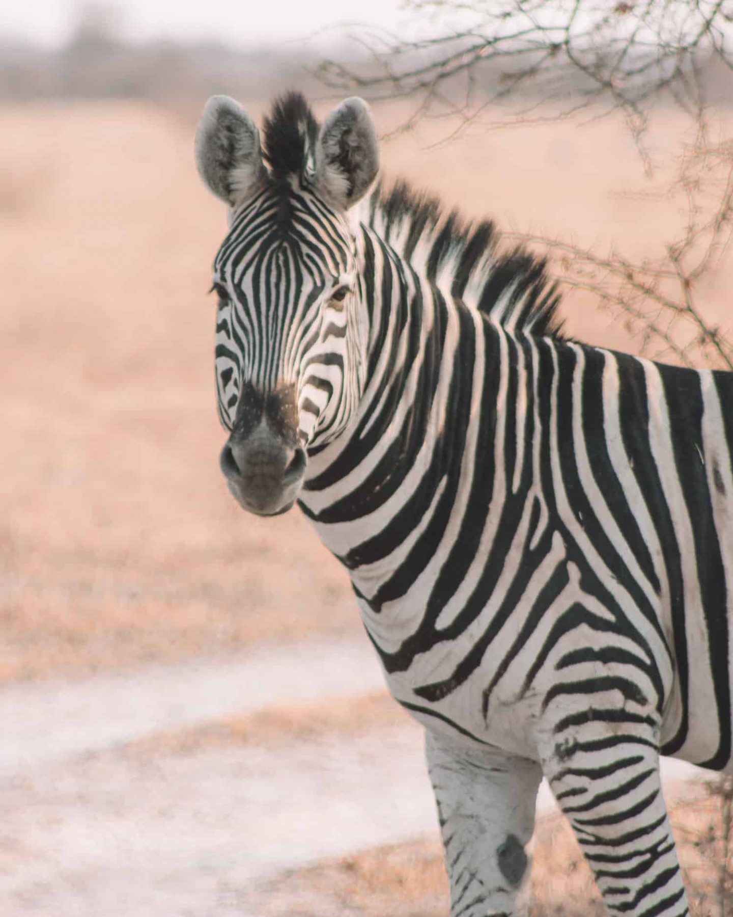 zebra in nxai pan national park