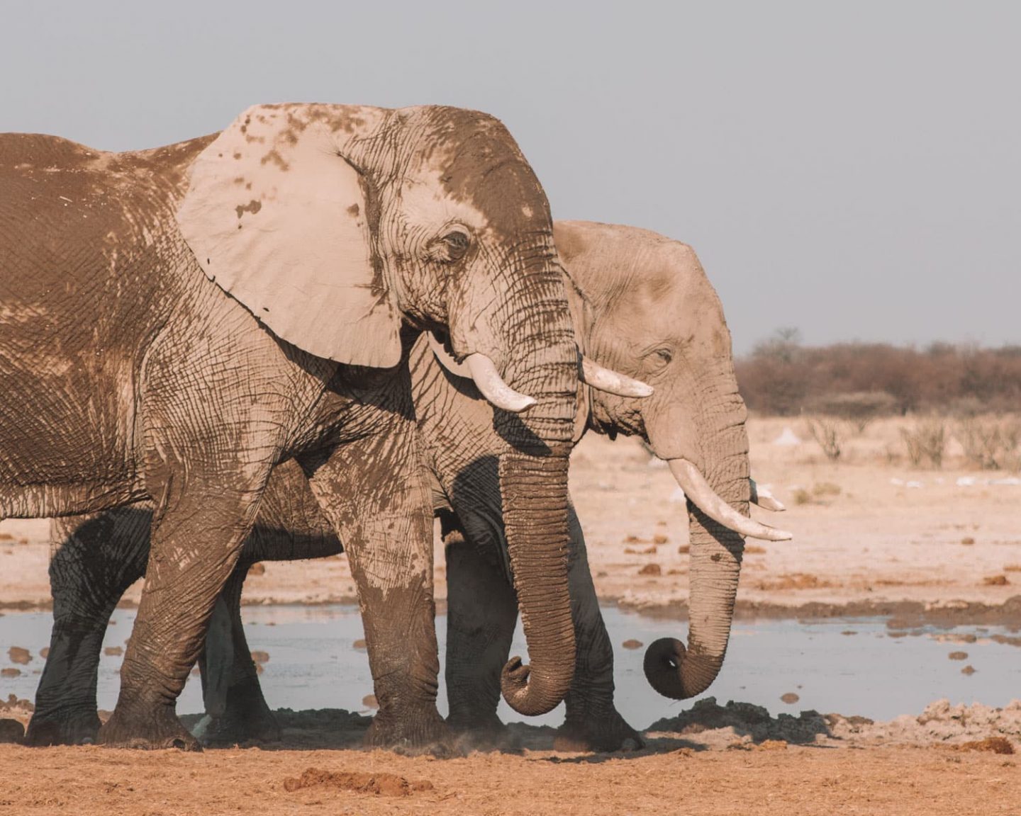 elephants at nxai pan