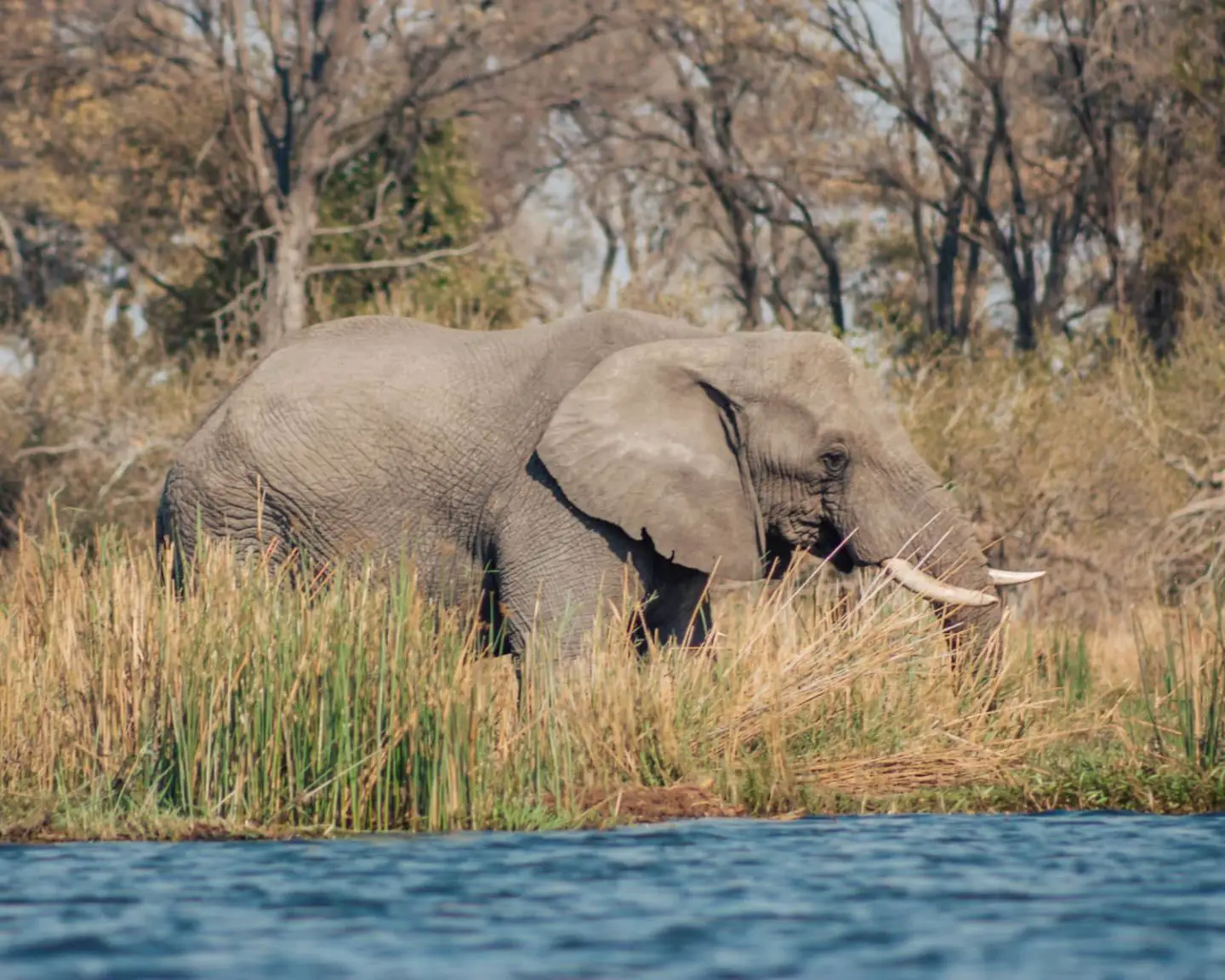 elephant in the okavango delta