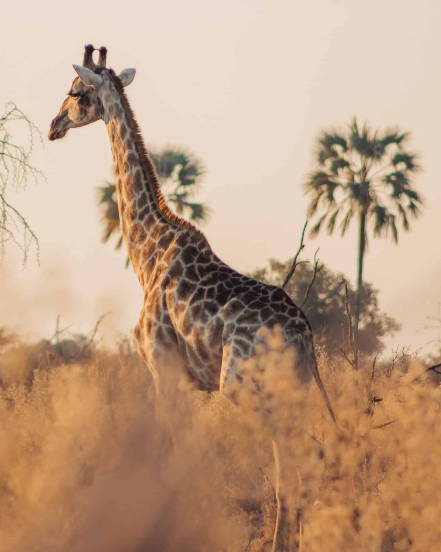 giraffe in the okavango delta